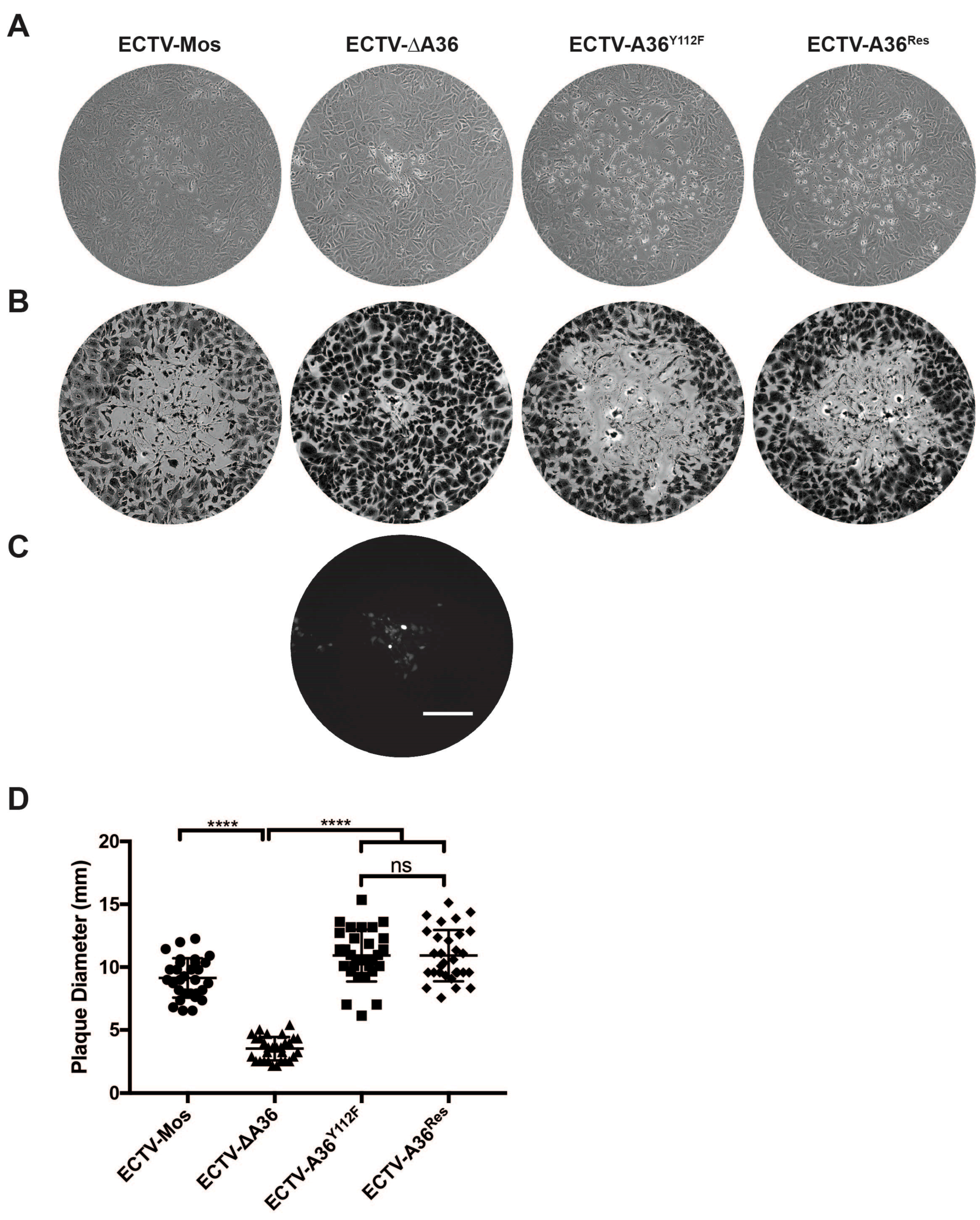 Viruses 10 00111 g004 Viruses 10 00111 g004