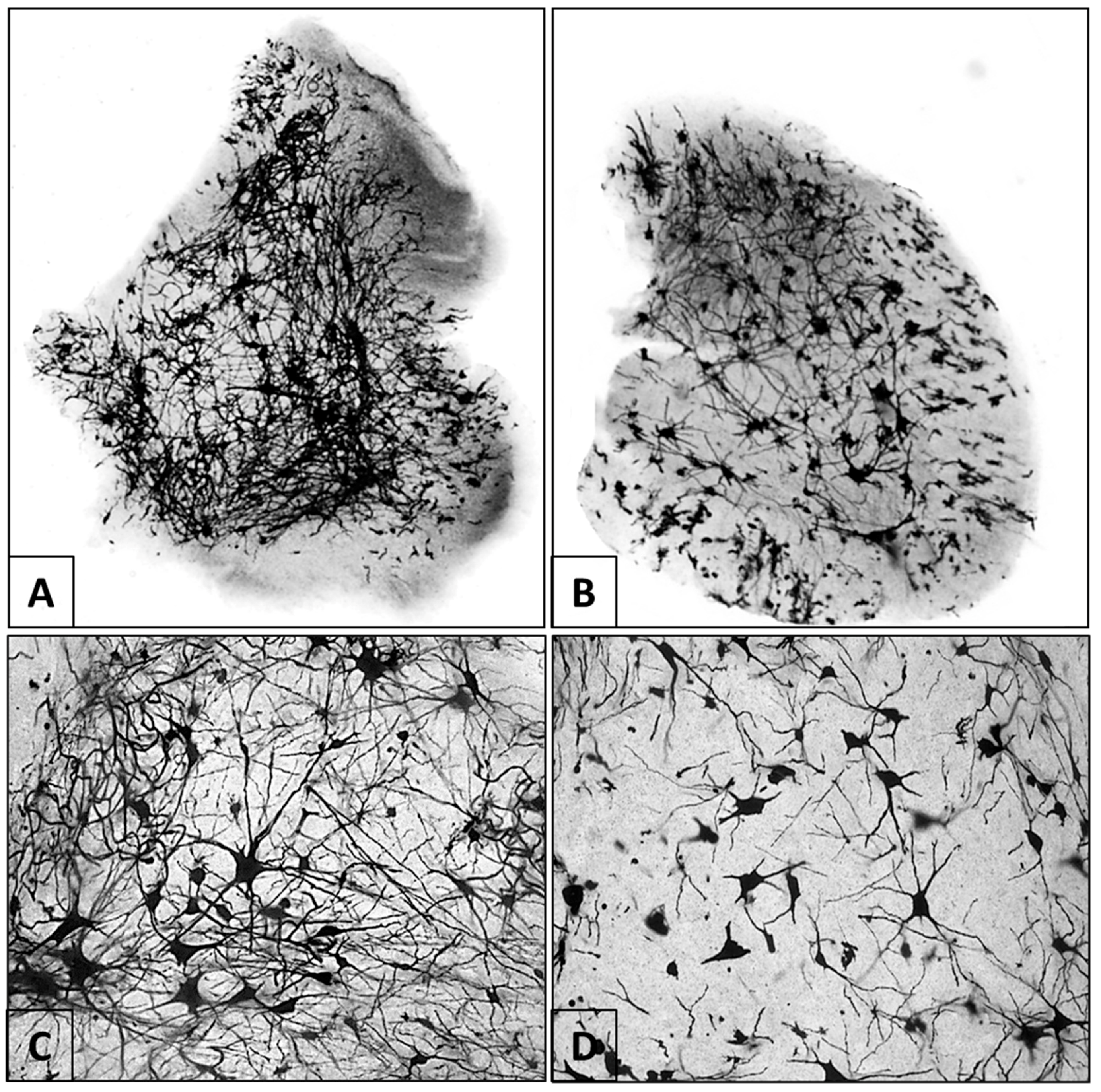 Viruses 10 00112 g004 Viruses 10 00112 g004