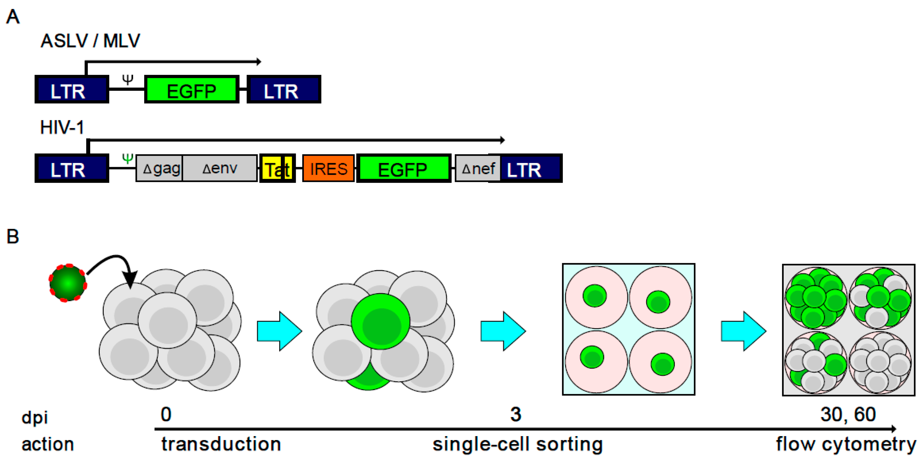 Viruses 10 00116 g001