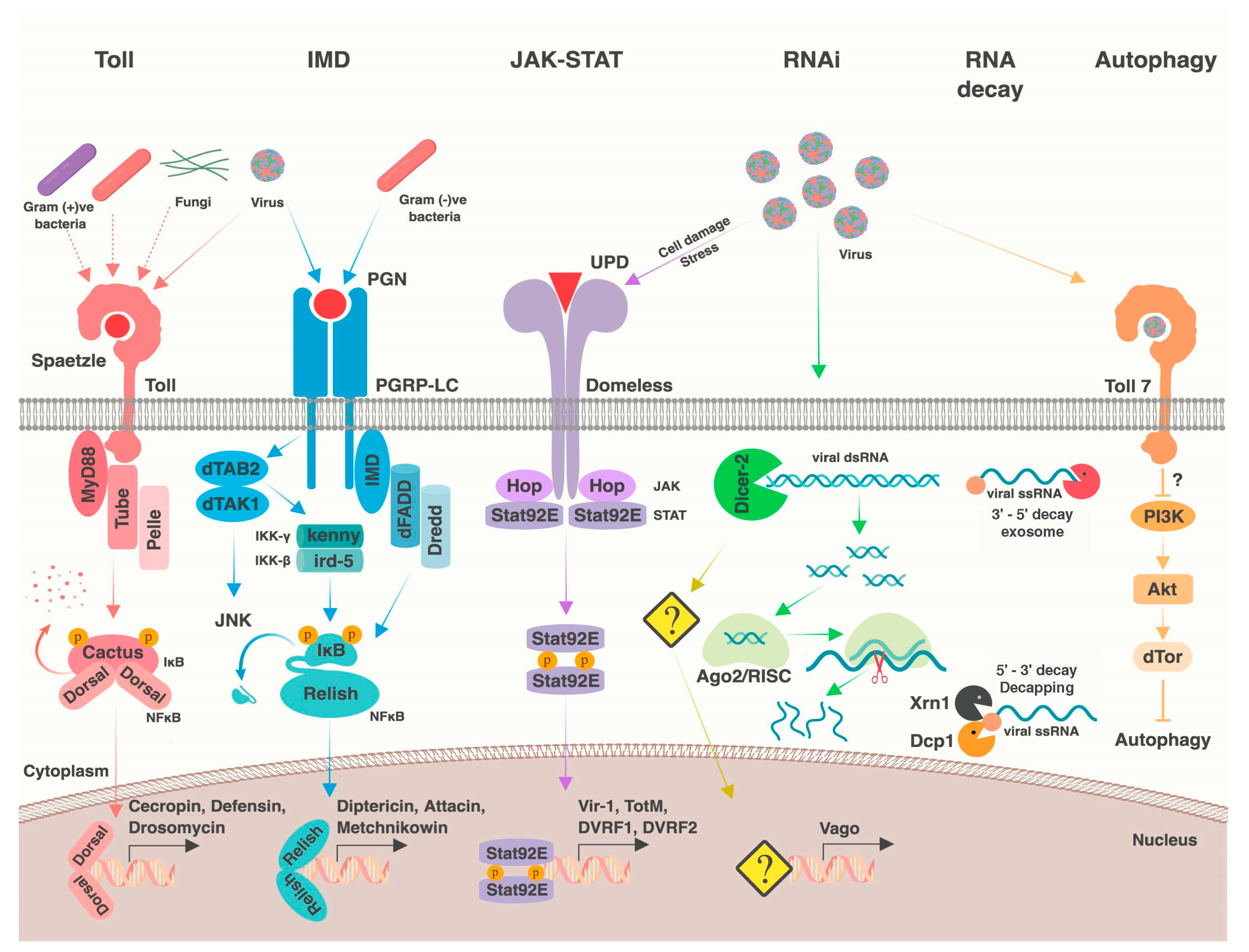 Viruses 10 00118 g001