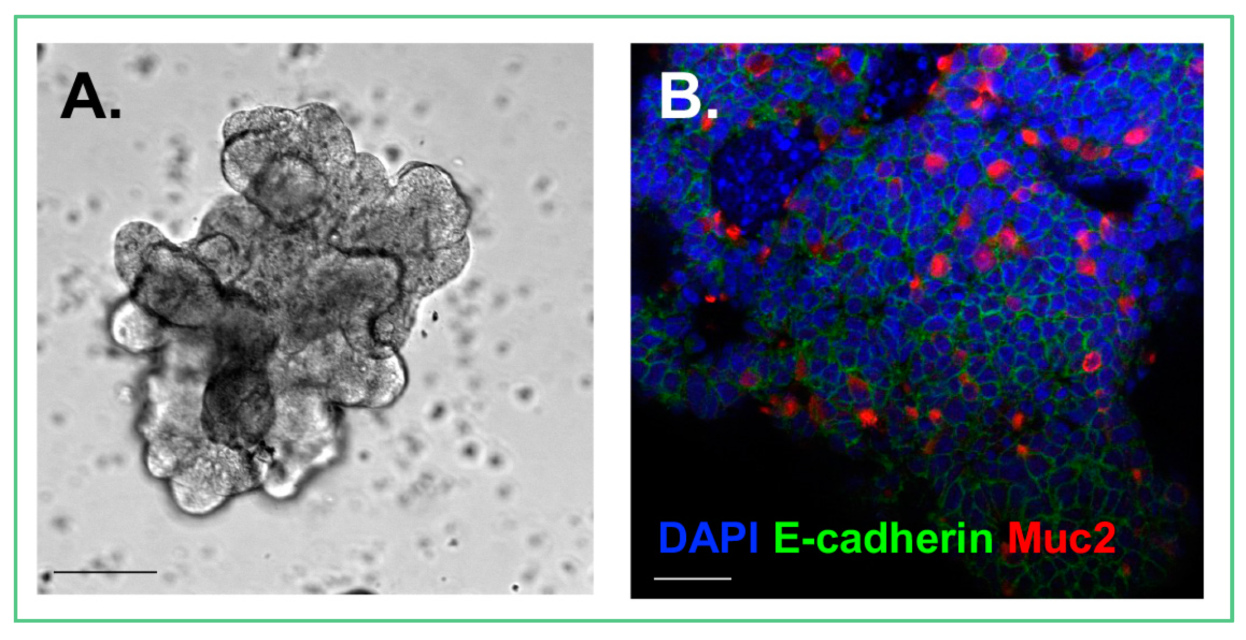 Viruses 10 00124 g001 Viruses 10 00124 g001