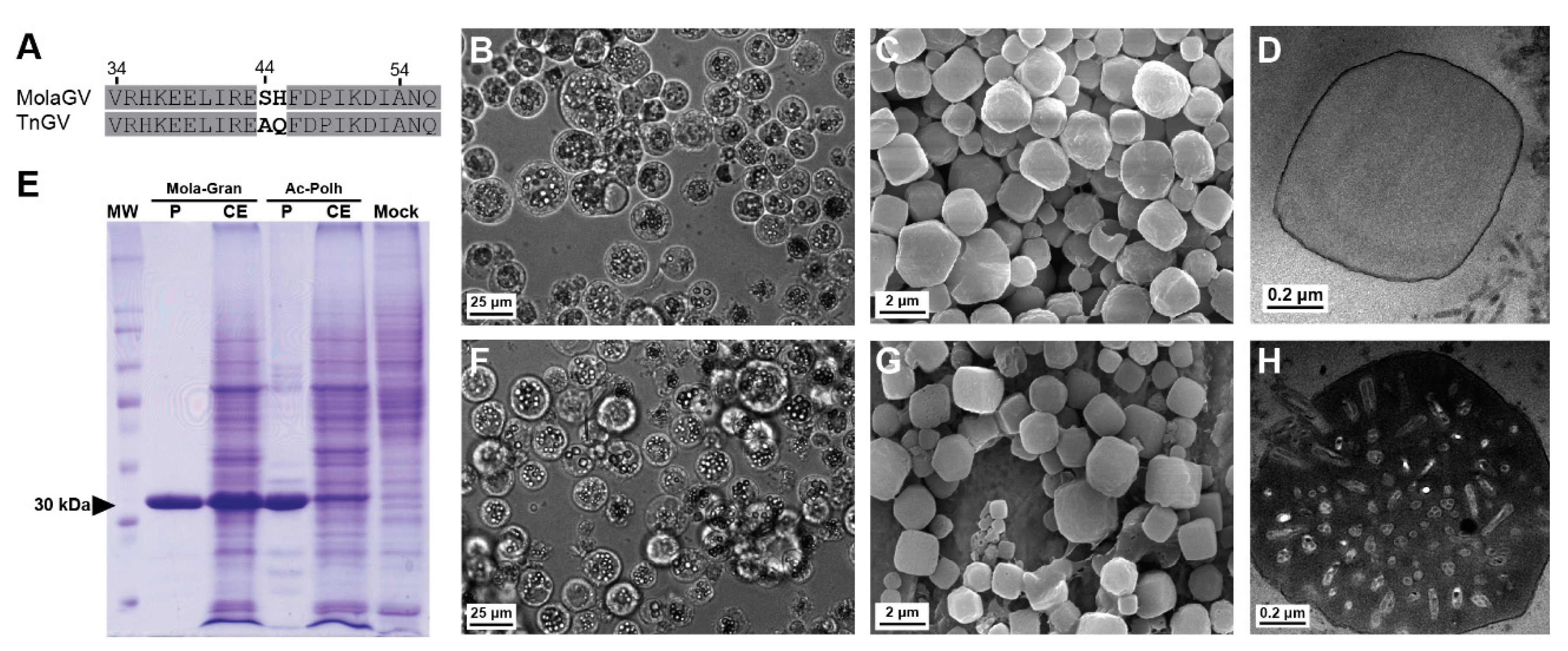 Viruses 10 00134 g006 Viruses 10 00134 g006