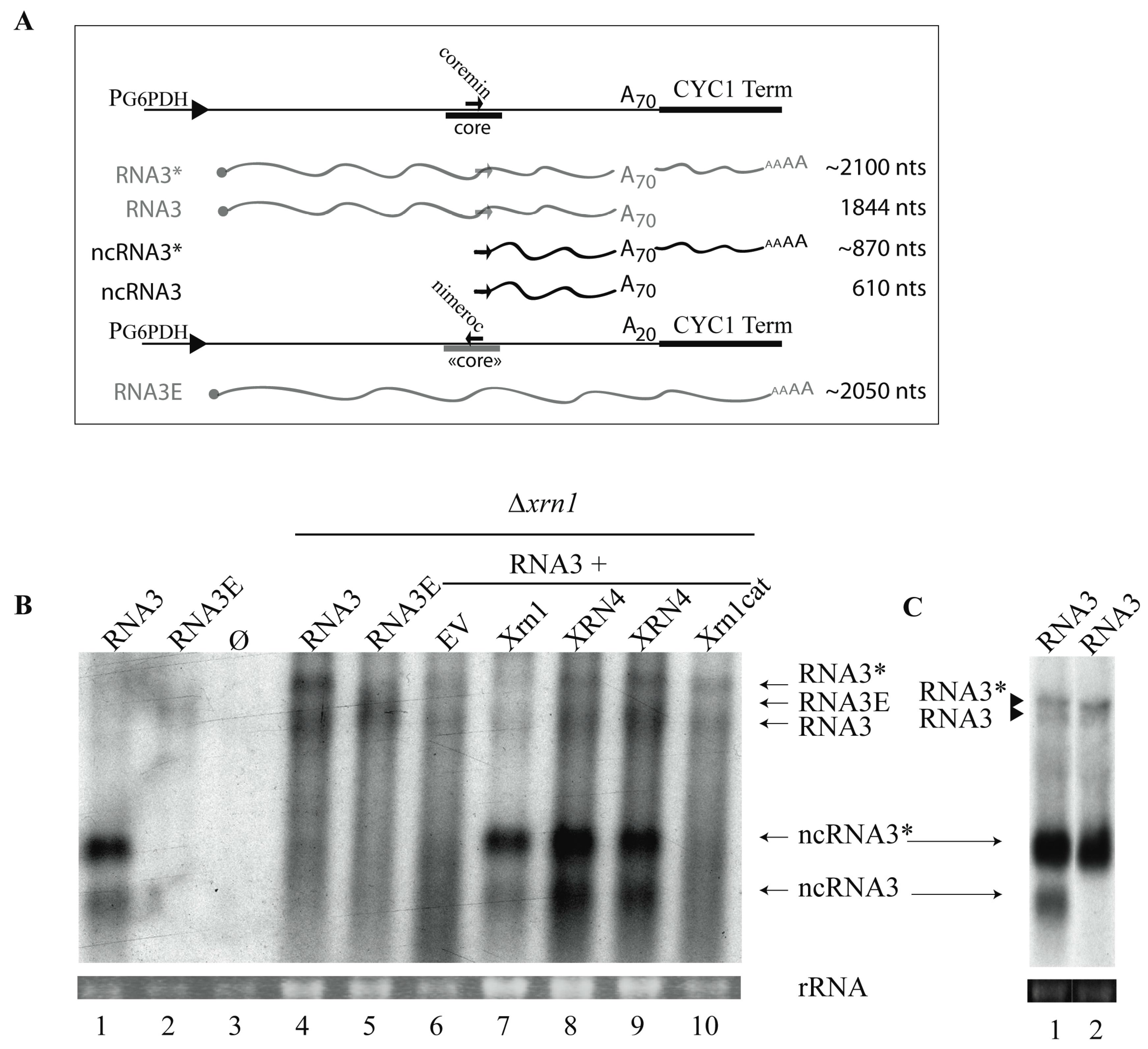Viruses 10 00137 g001