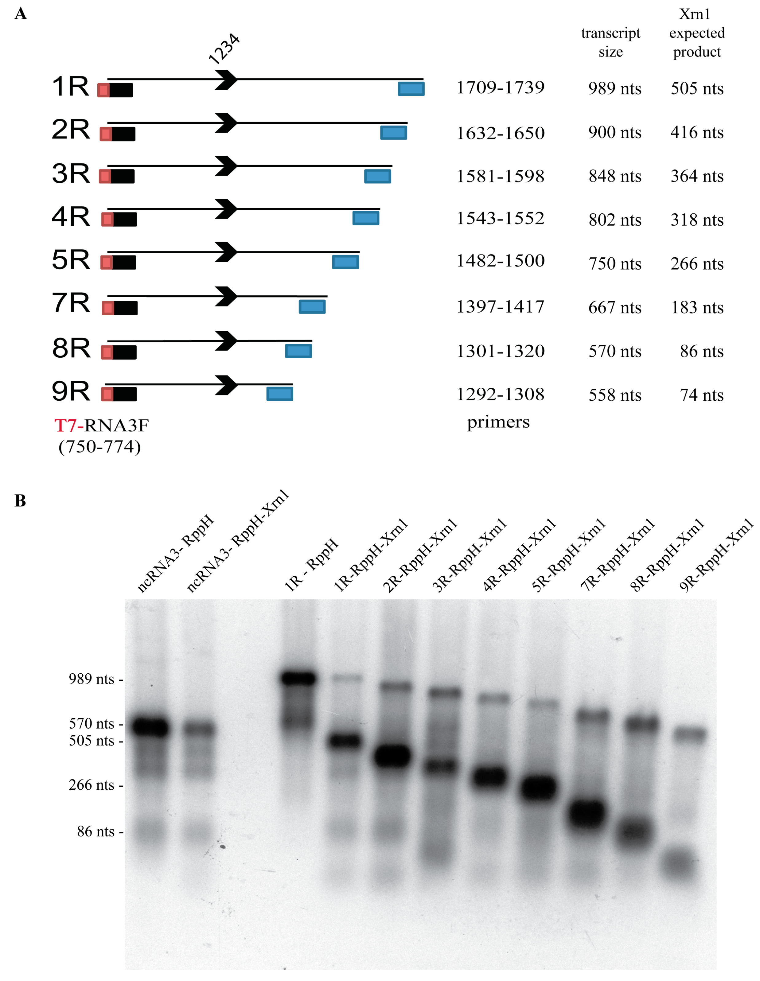 Viruses 10 00137 g004