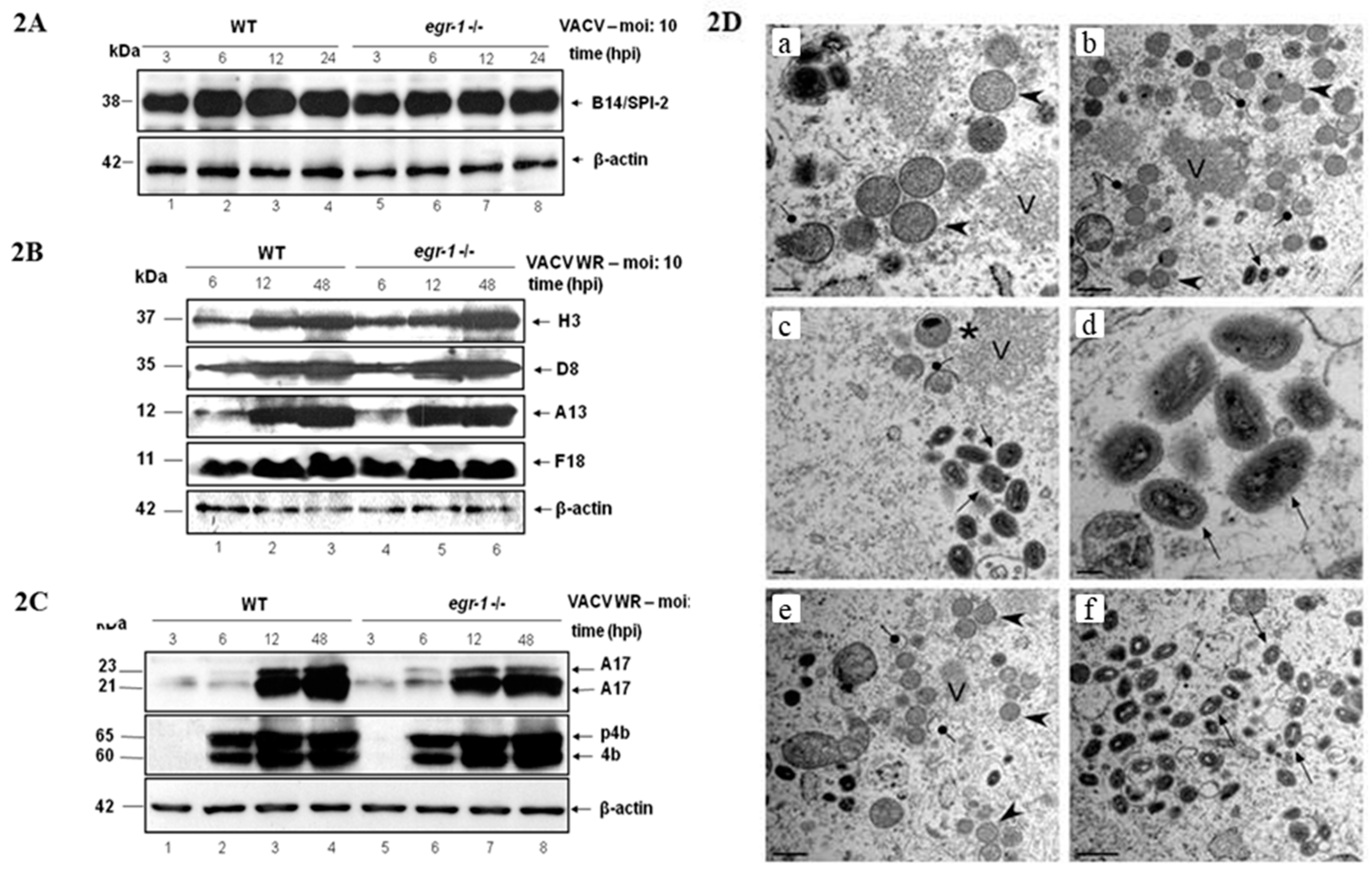 Viruses 10 00140 g002 Viruses 10 00140 g002