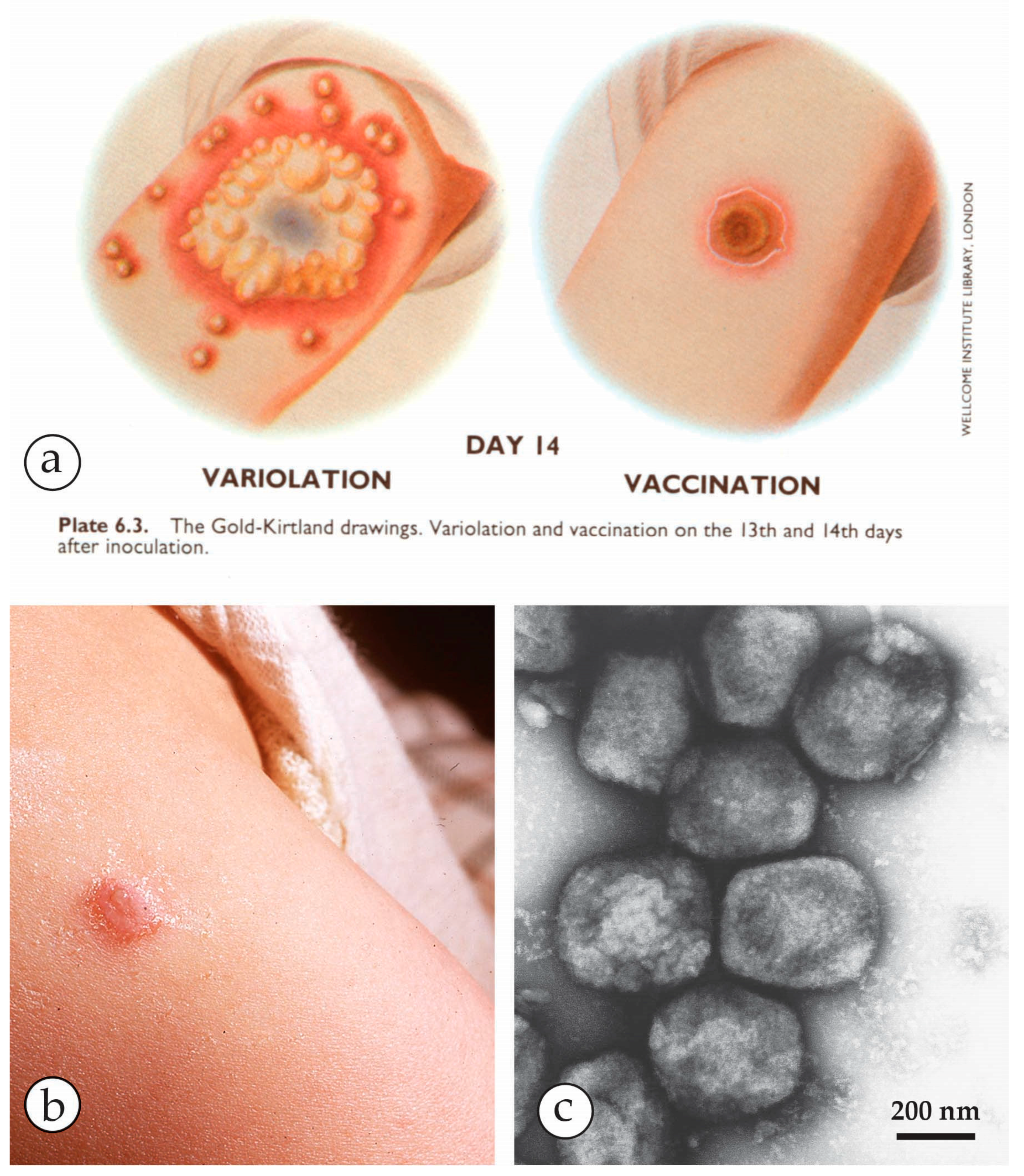 Viruses 10 00142 g002 Viruses 10 00142 g002