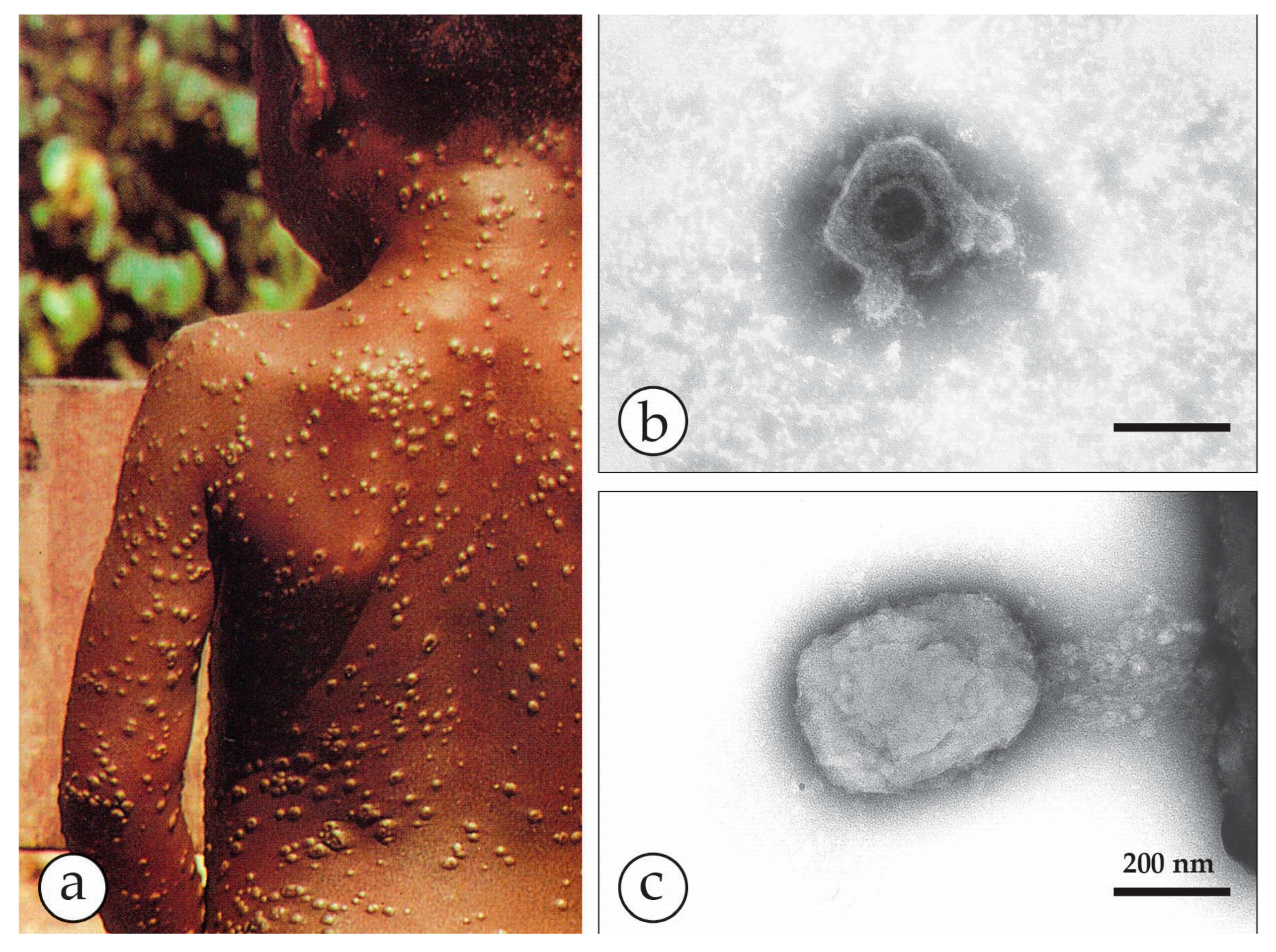 Viruses 10 00142 g006 Viruses 10 00142 g006