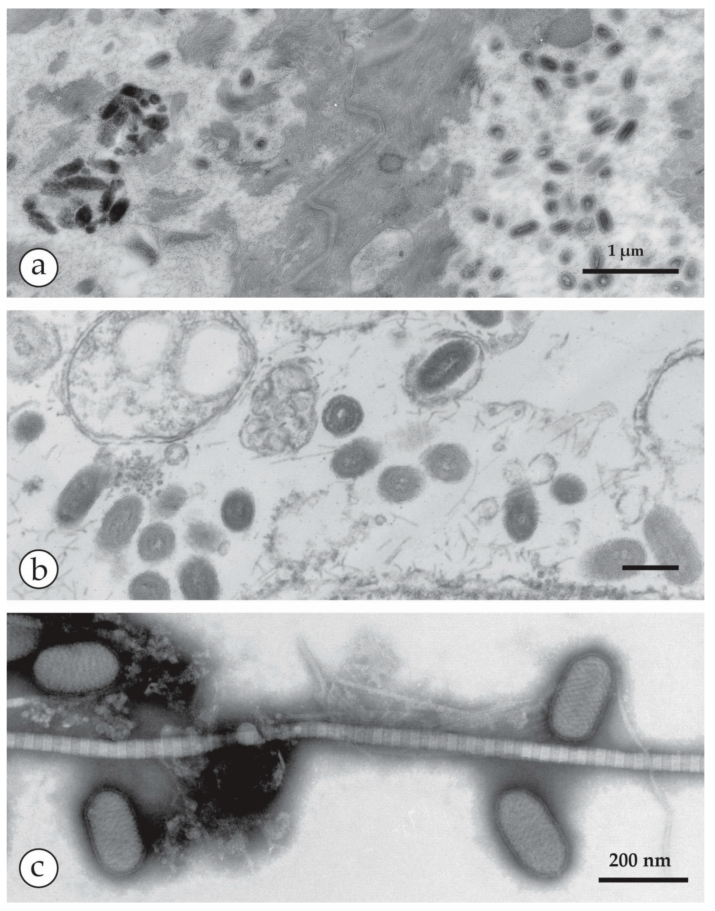 Viruses 10 00142 g008 Viruses 10 00142 g008