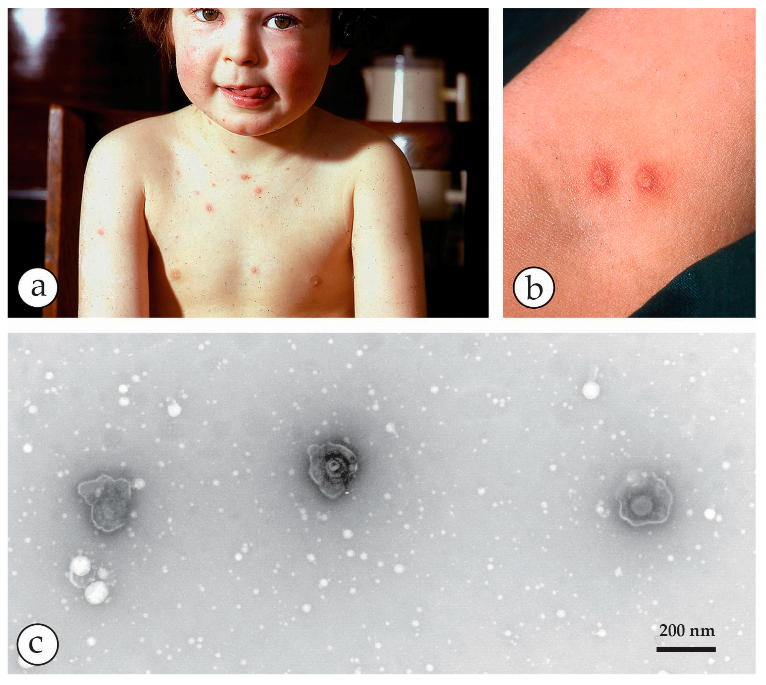 Viruses 10 00142 g010 Viruses 10 00142 g010