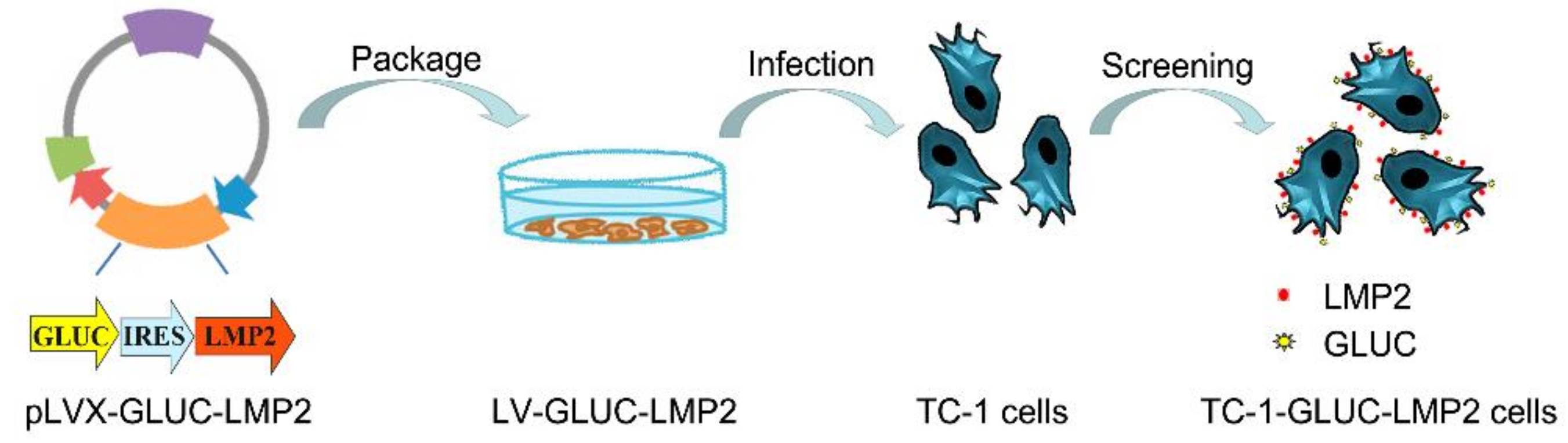 Viruses 10 00145 g001 Viruses 10 00145 g001