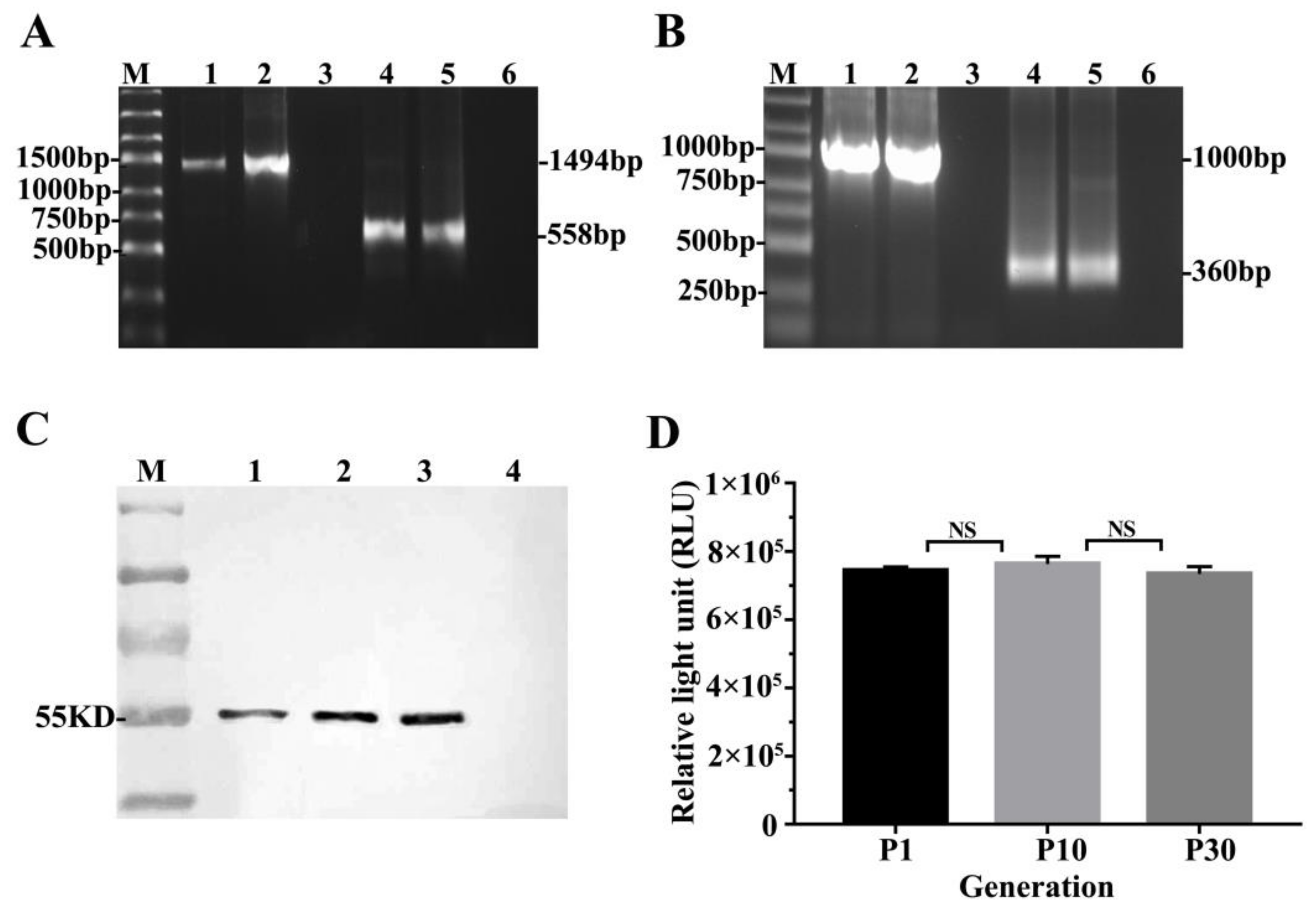 Viruses 10 00145 g002 Viruses 10 00145 g002