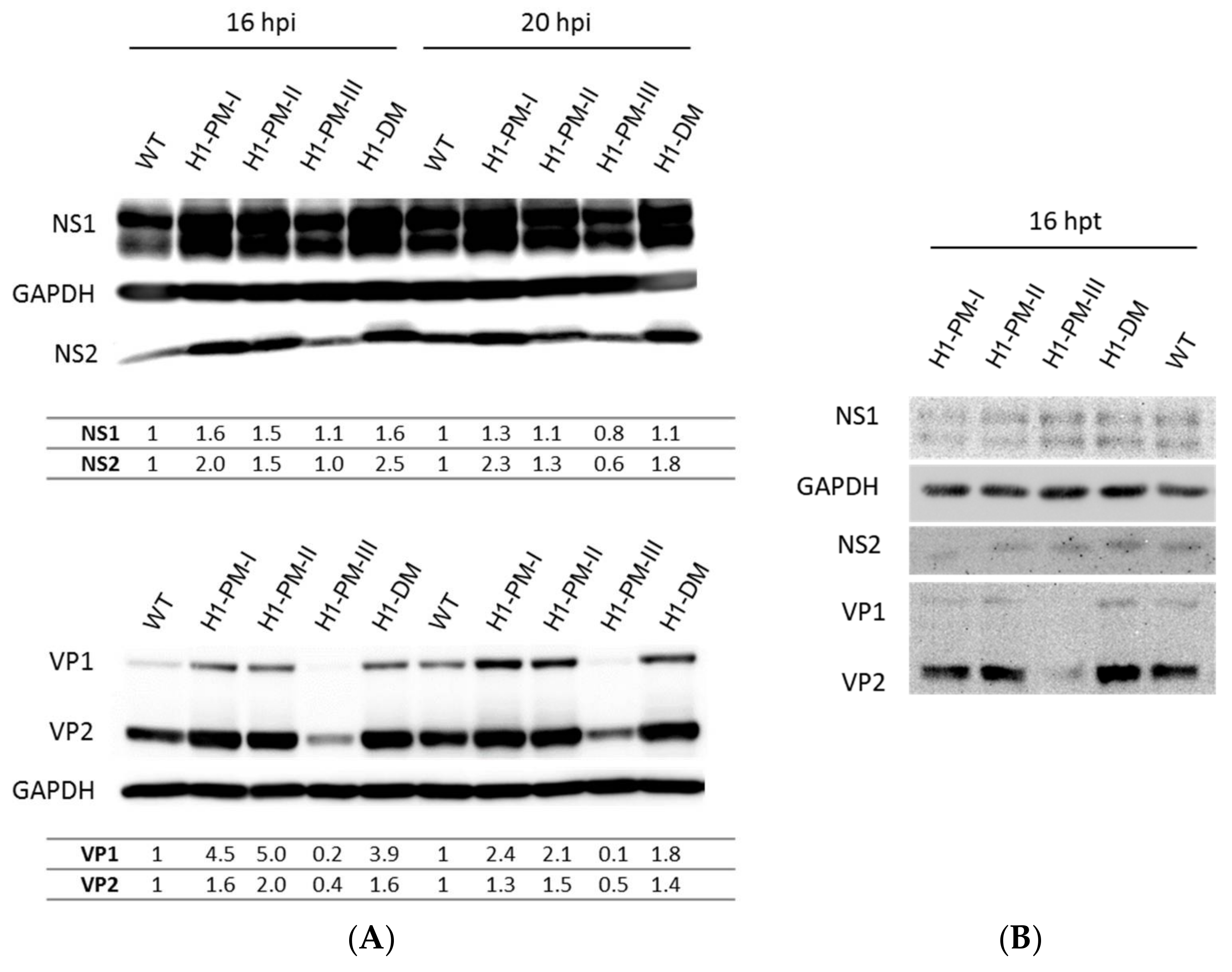 Viruses 10 00150 g005