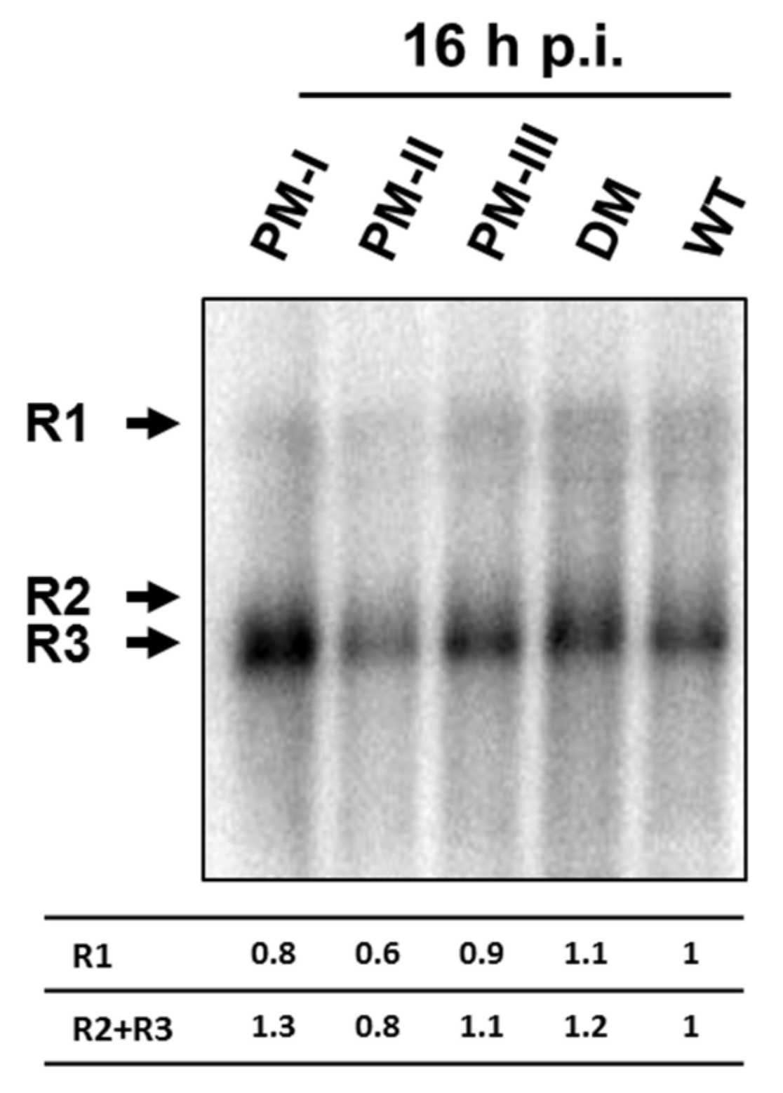 Viruses 10 00150 g007