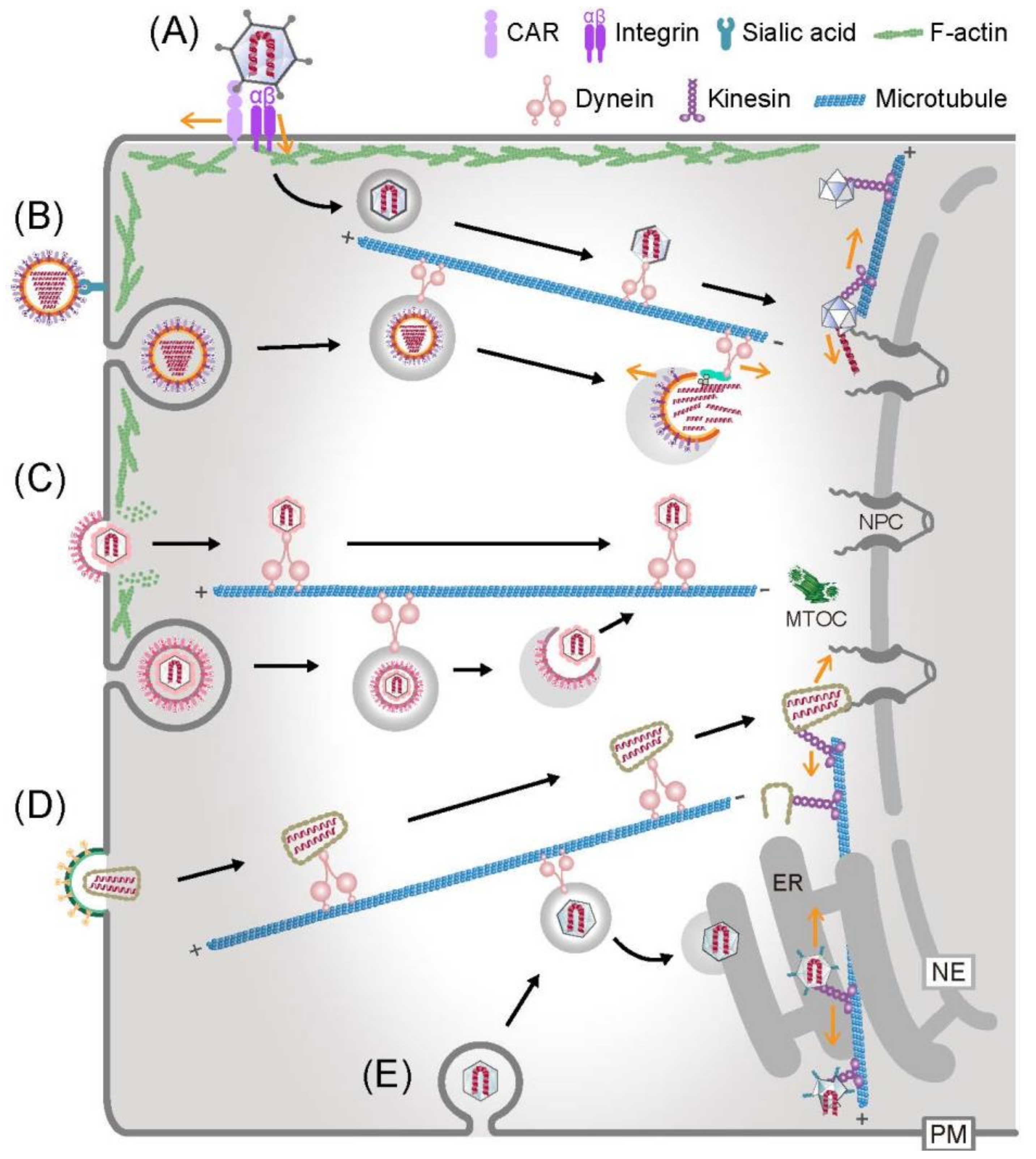 Viruses, Free Full-Text