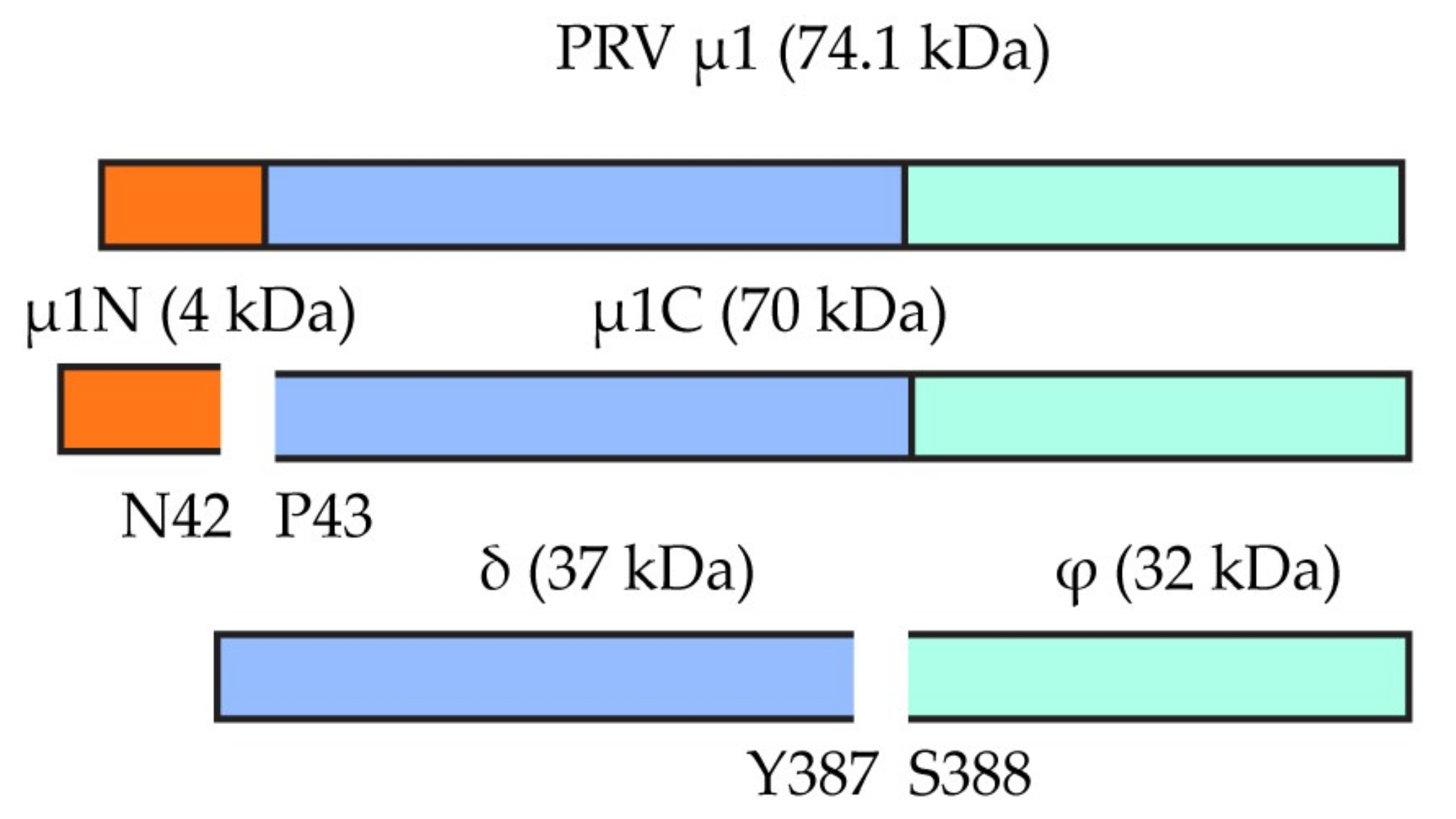 Viruses 10 00170 g004