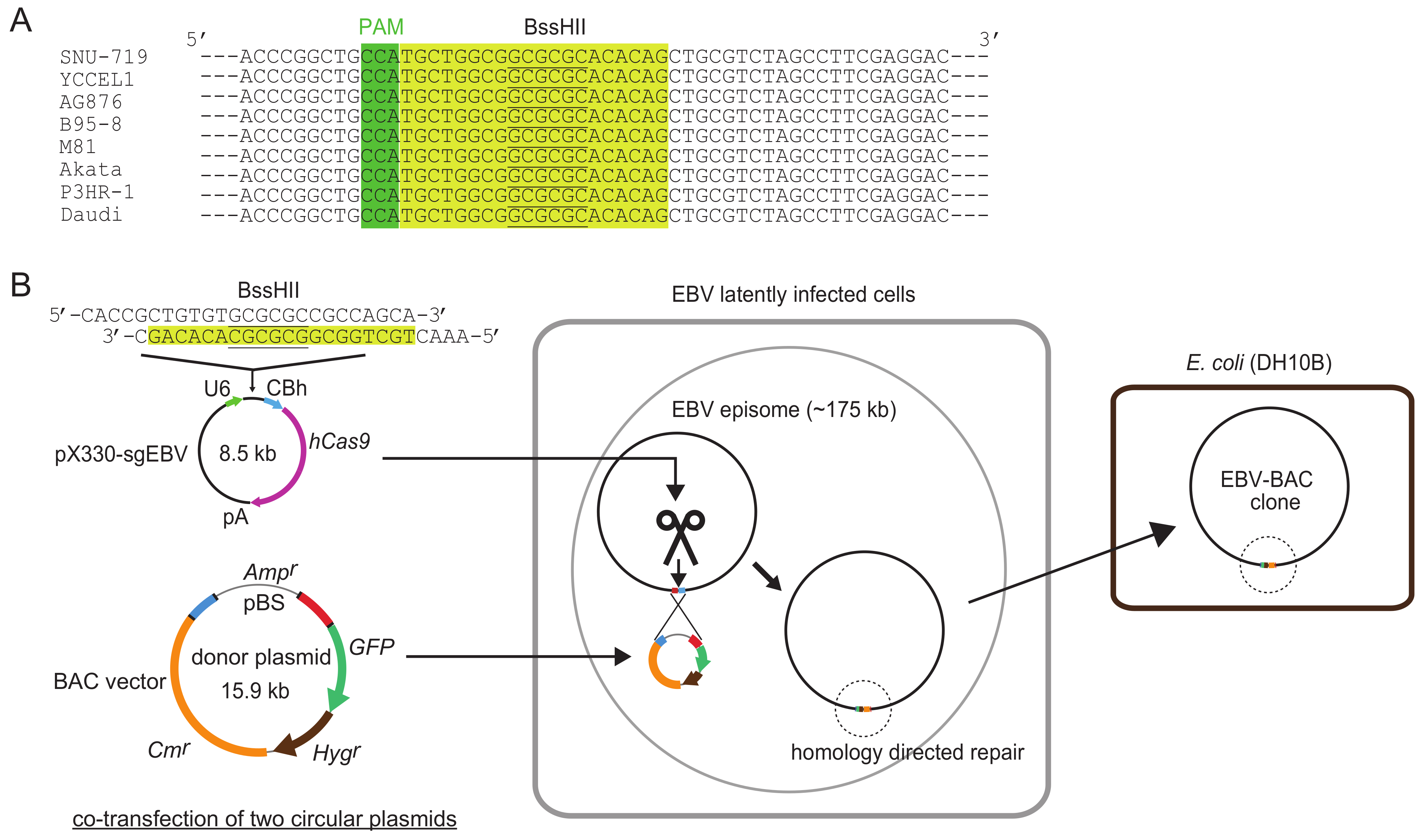 Viruses 10 00171 g001