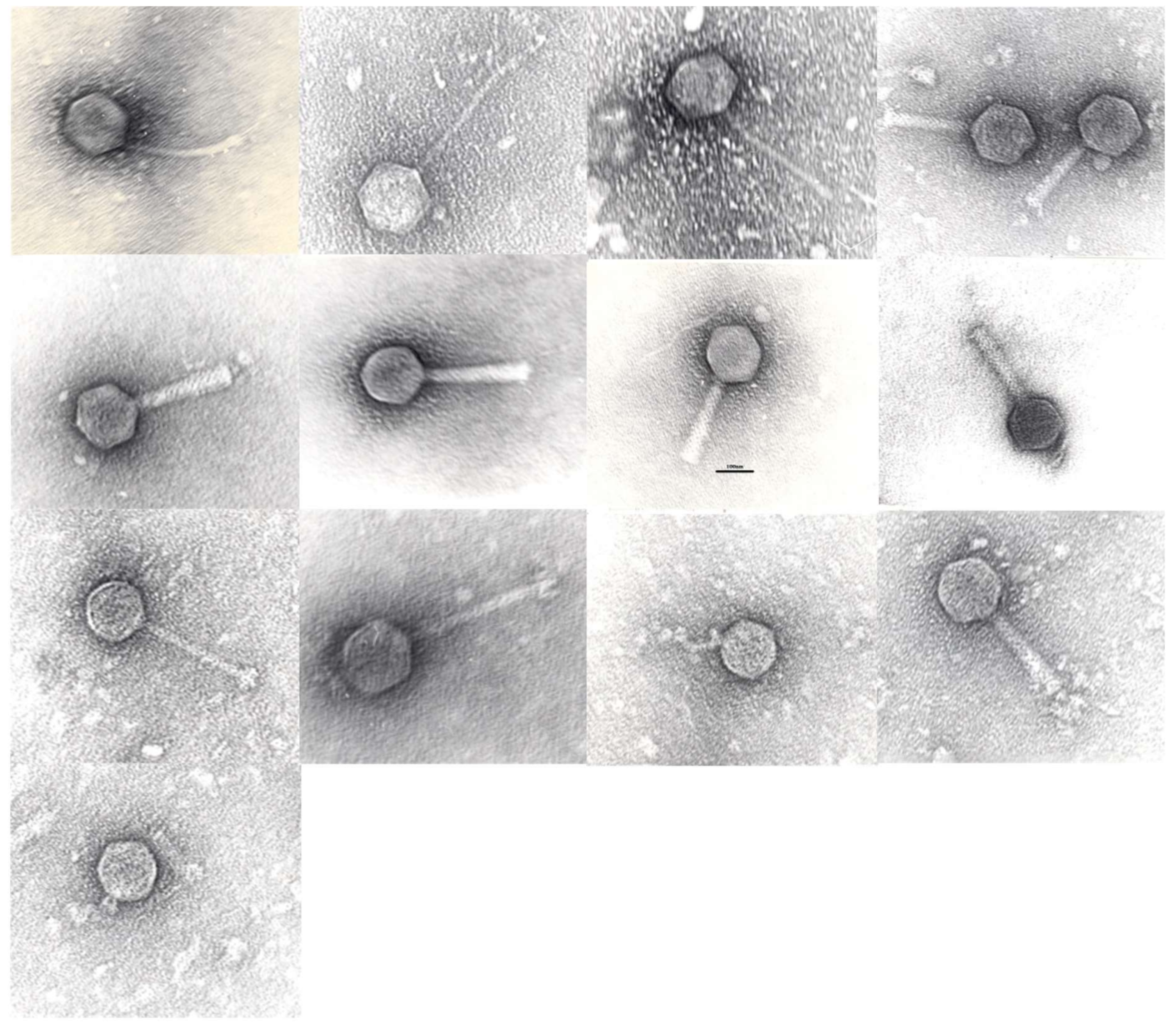 Viruses 10 00172 g002