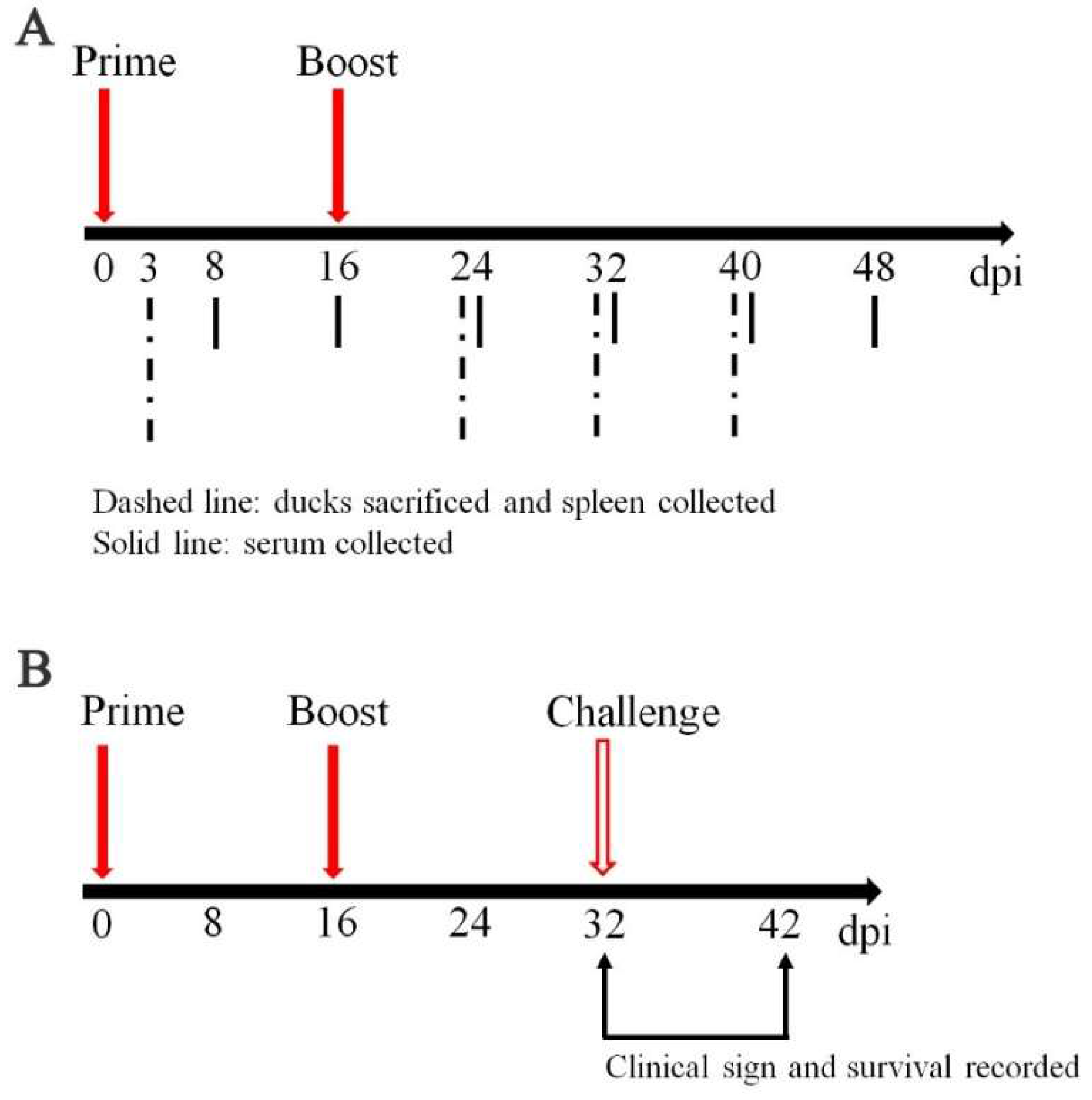 Oral Vaccination with a DNA Vaccine Encoding Capsid Protein