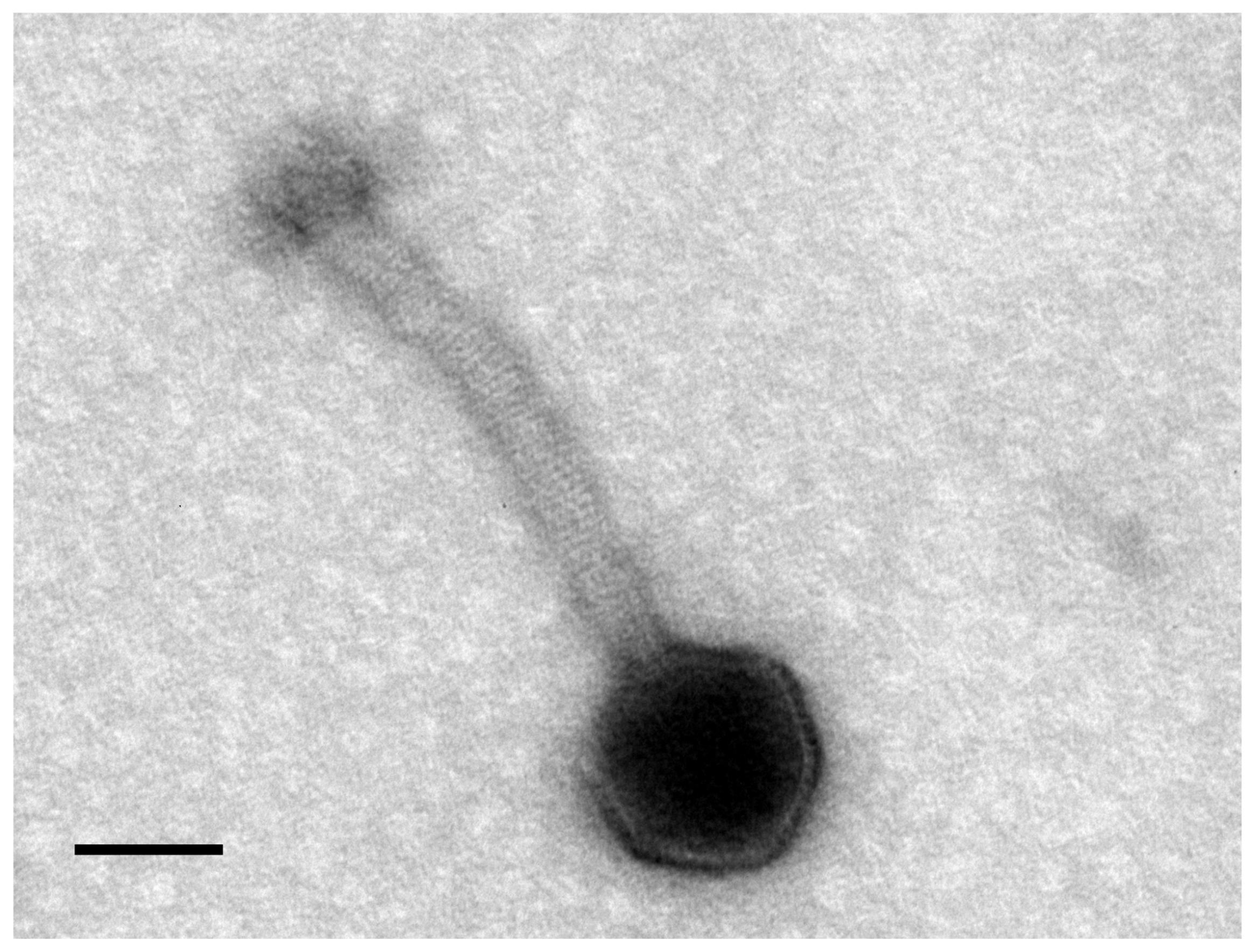 Viruses 10 00182 g001