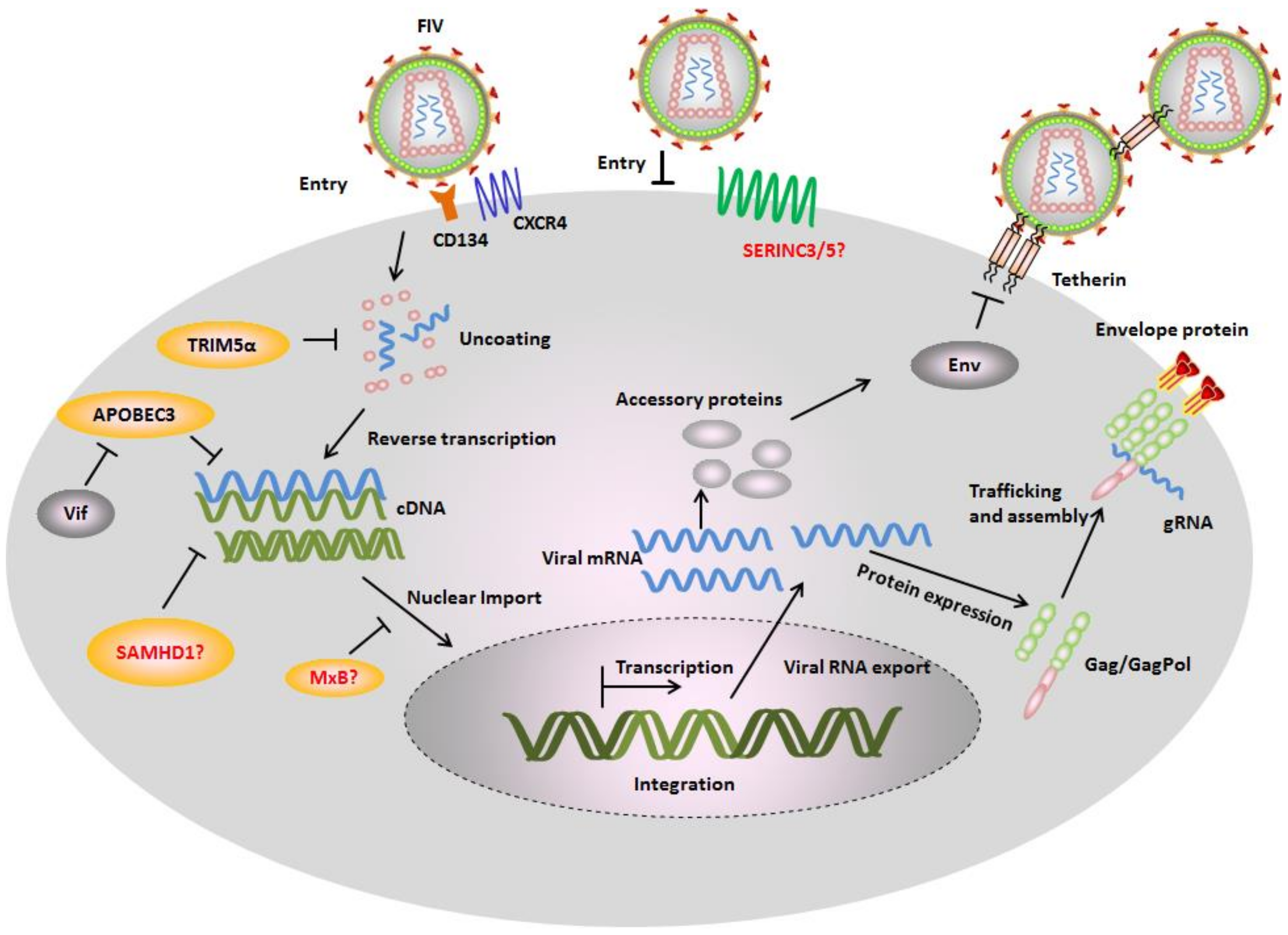 Viruses 10 00186 g002