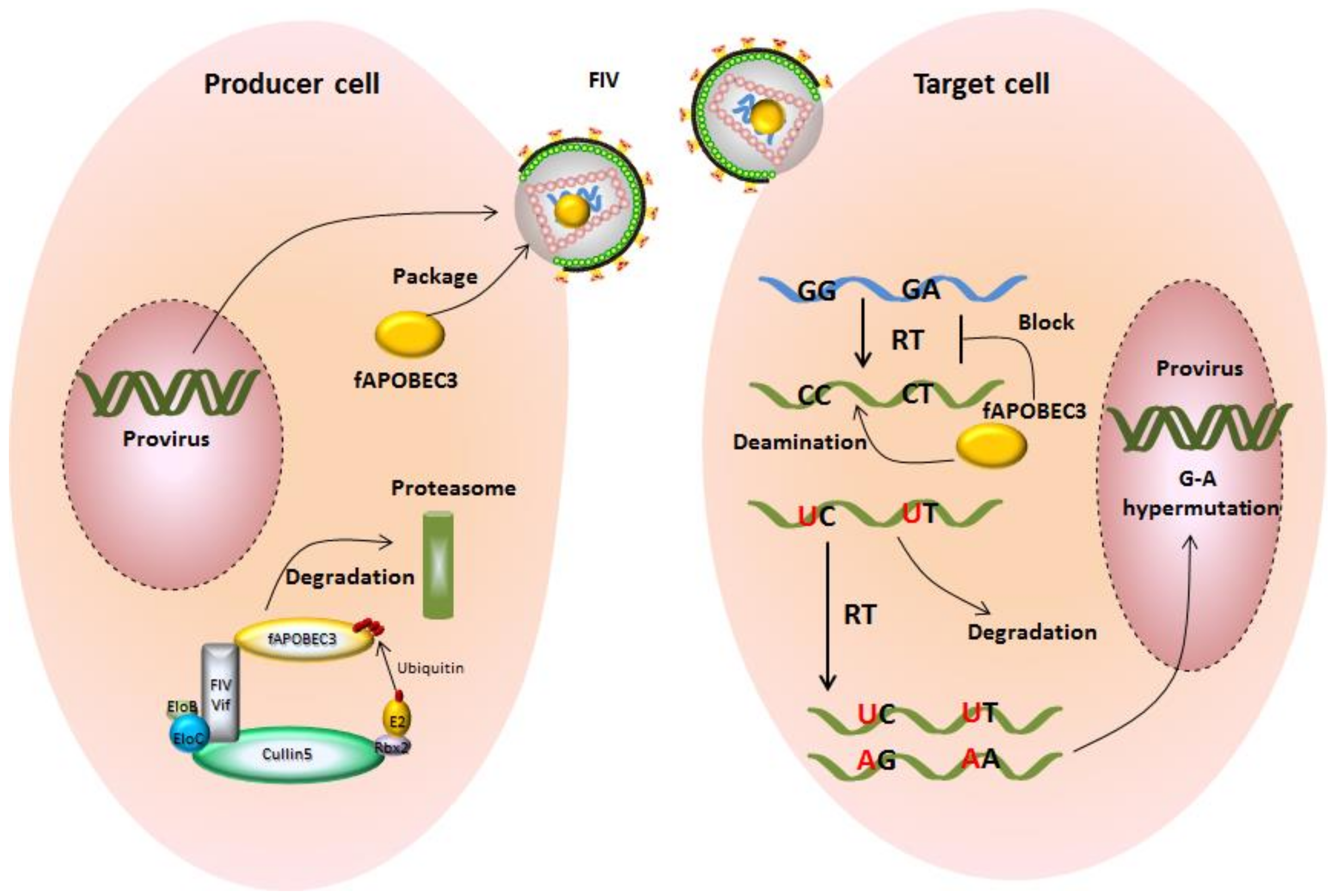 Viruses 10 00186 g004