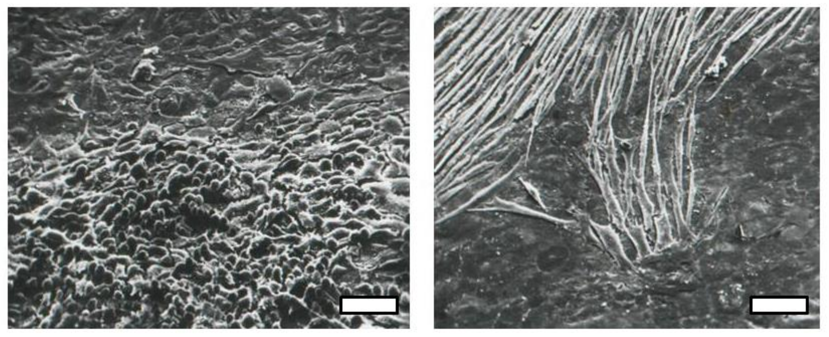 Viruses 10 00203 g002 550