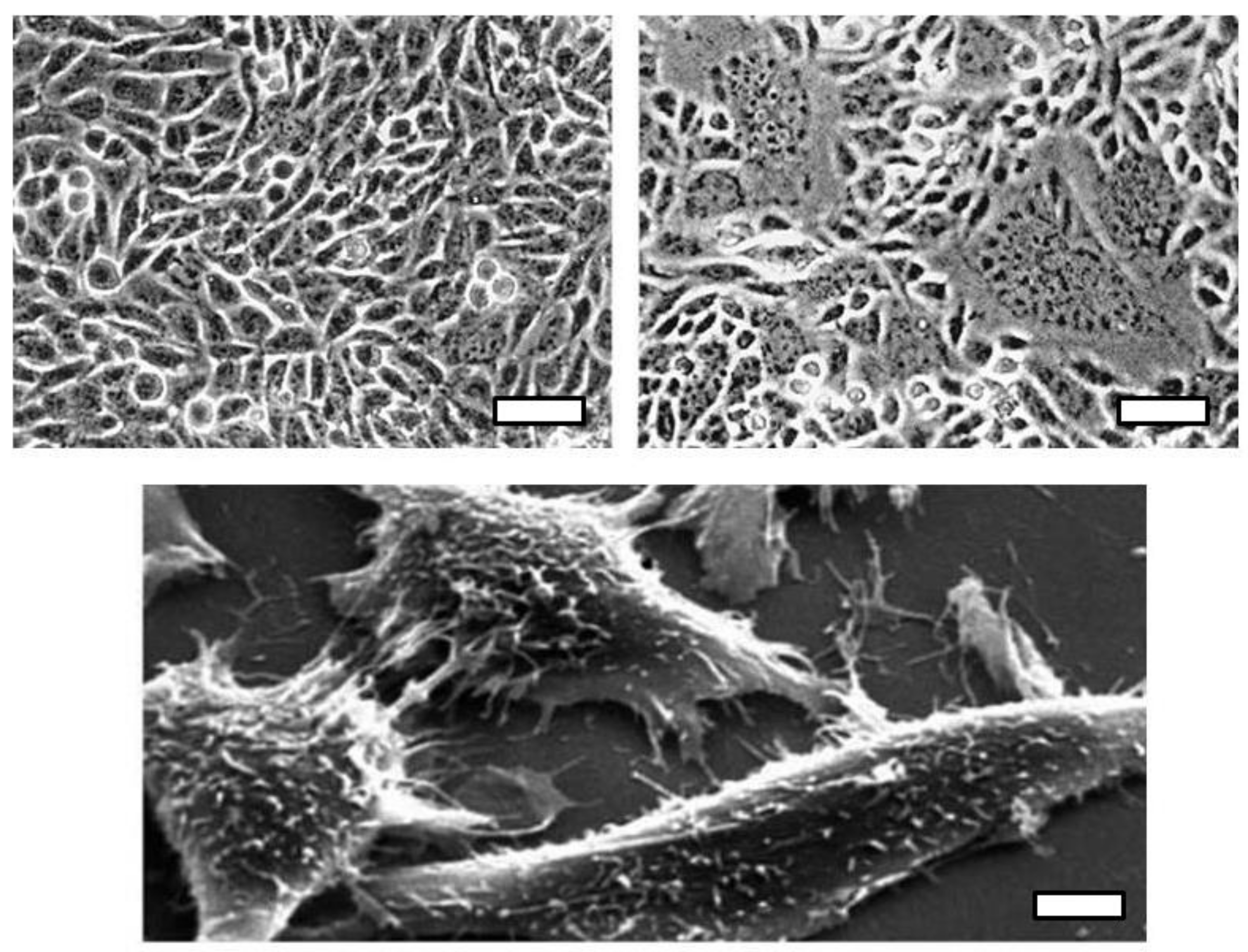 Viruses 10 00203 g003 550