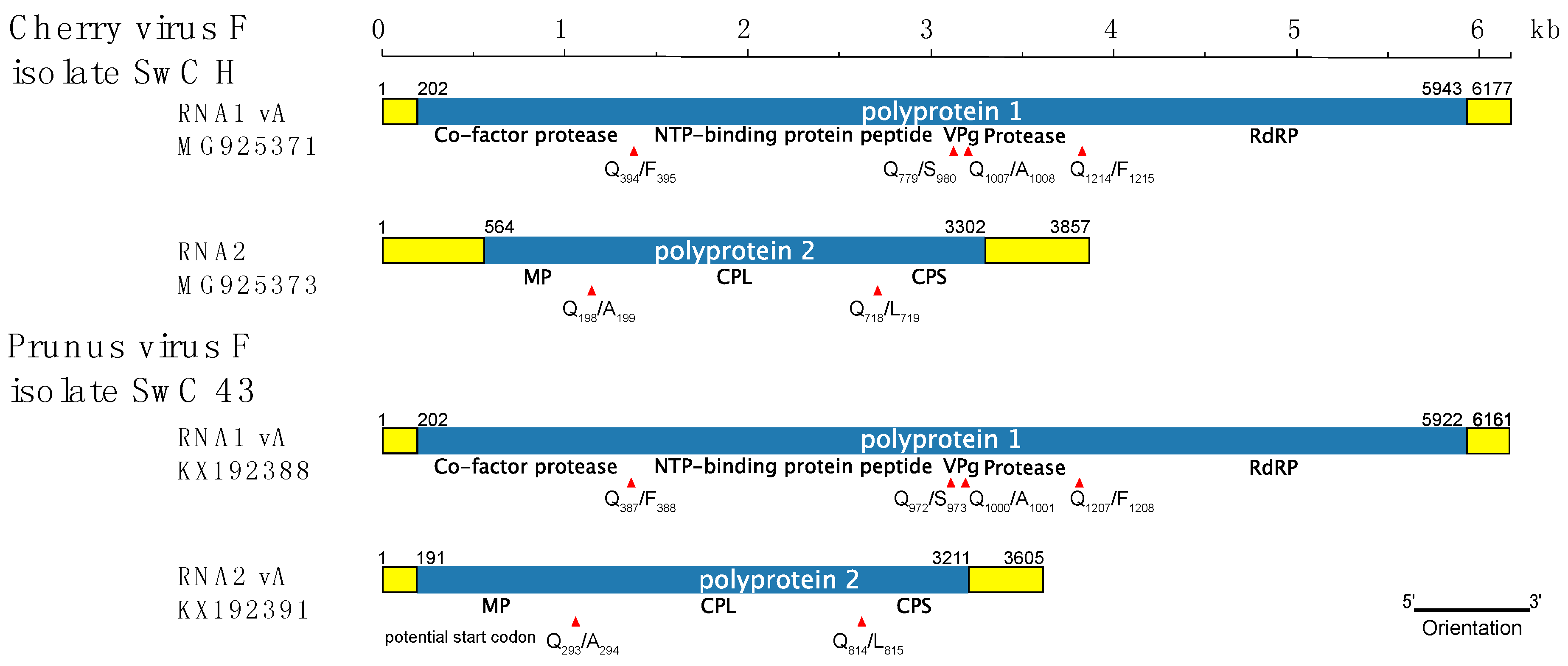 Viruses 10 00204 g001 Viruses 10 00204 g001