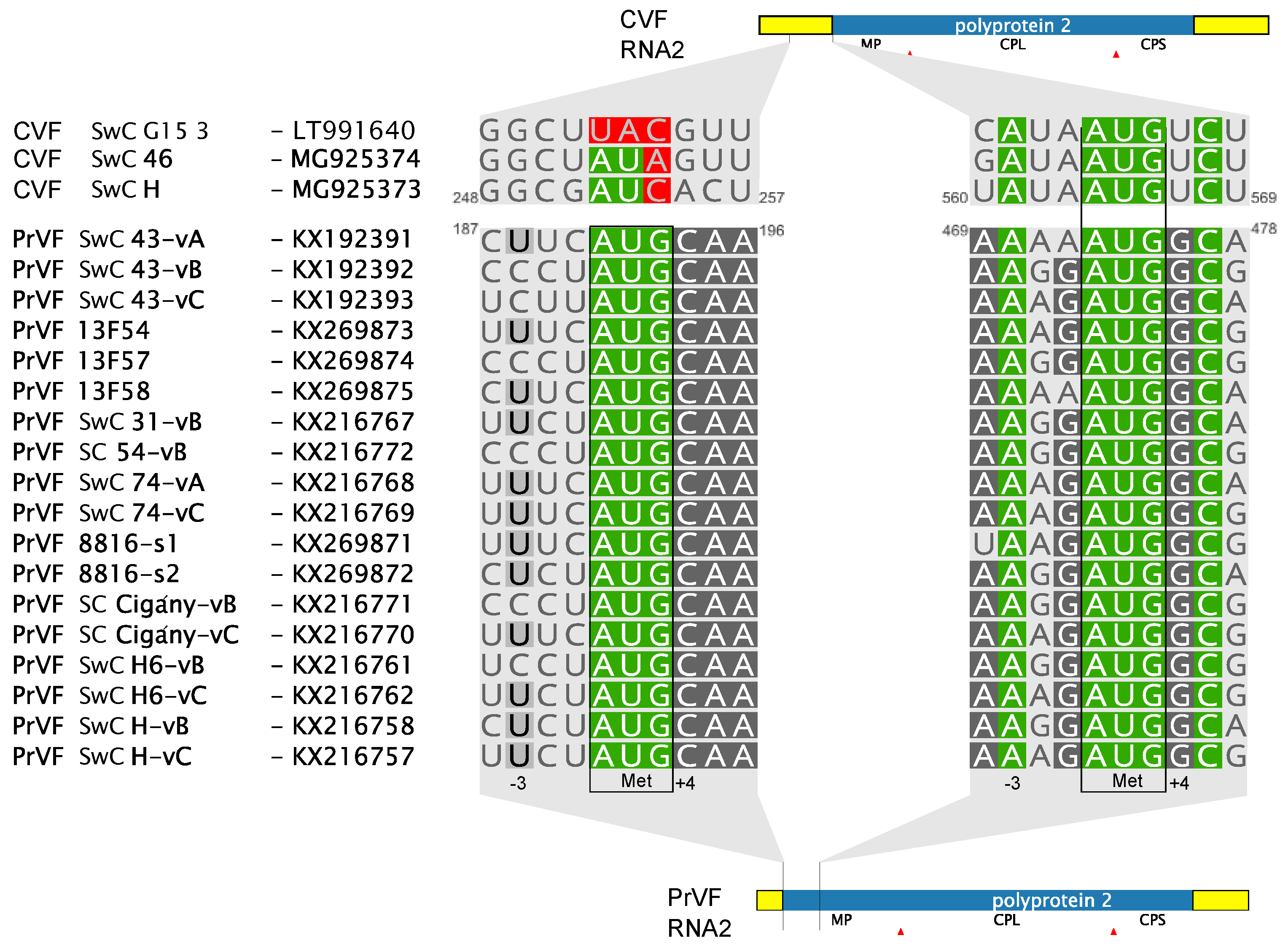 Viruses 10 00204 g002 Viruses 10 00204 g002