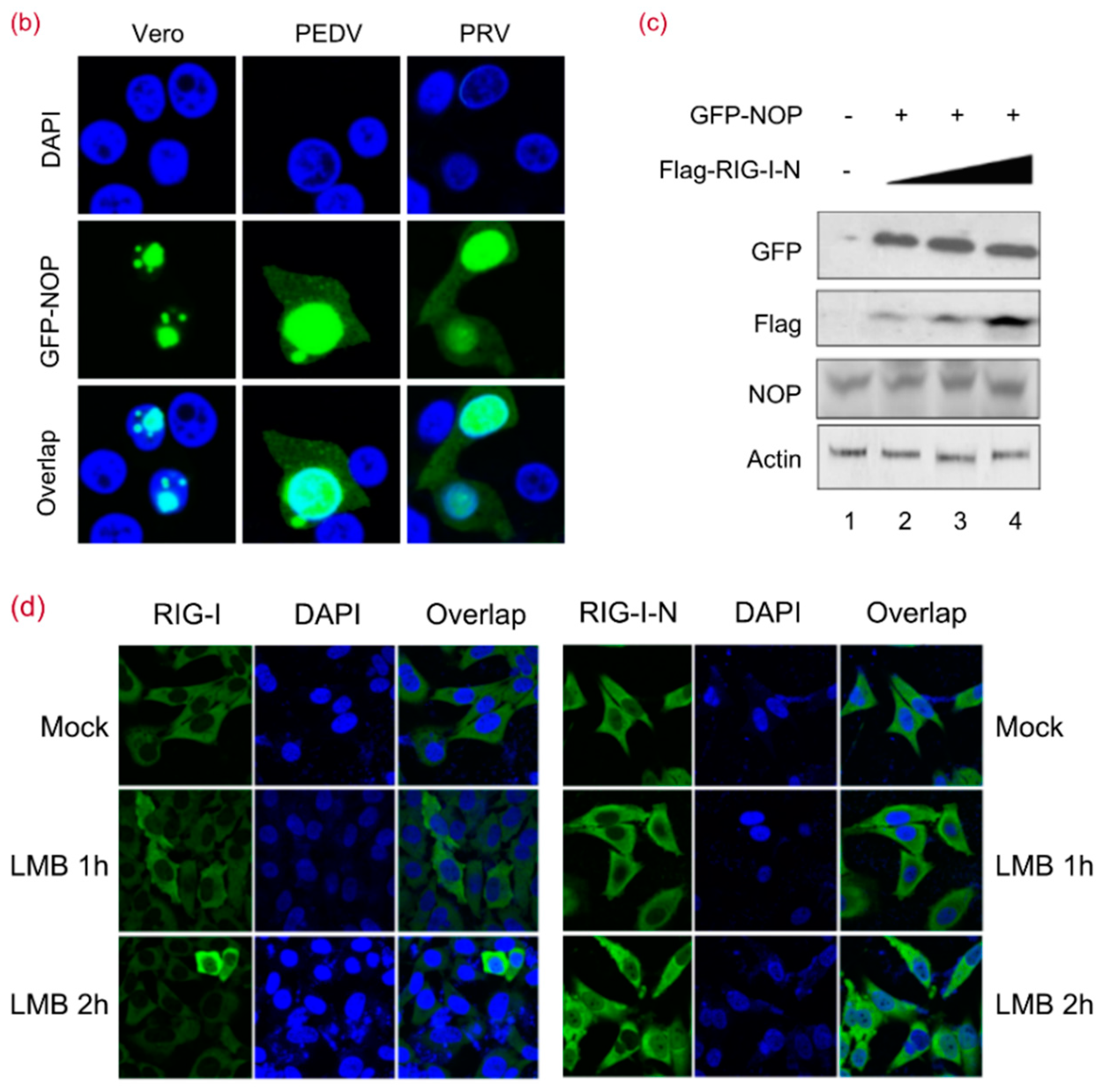 Viruses 10 00208 g002b Viruses 10 00208 g002b
