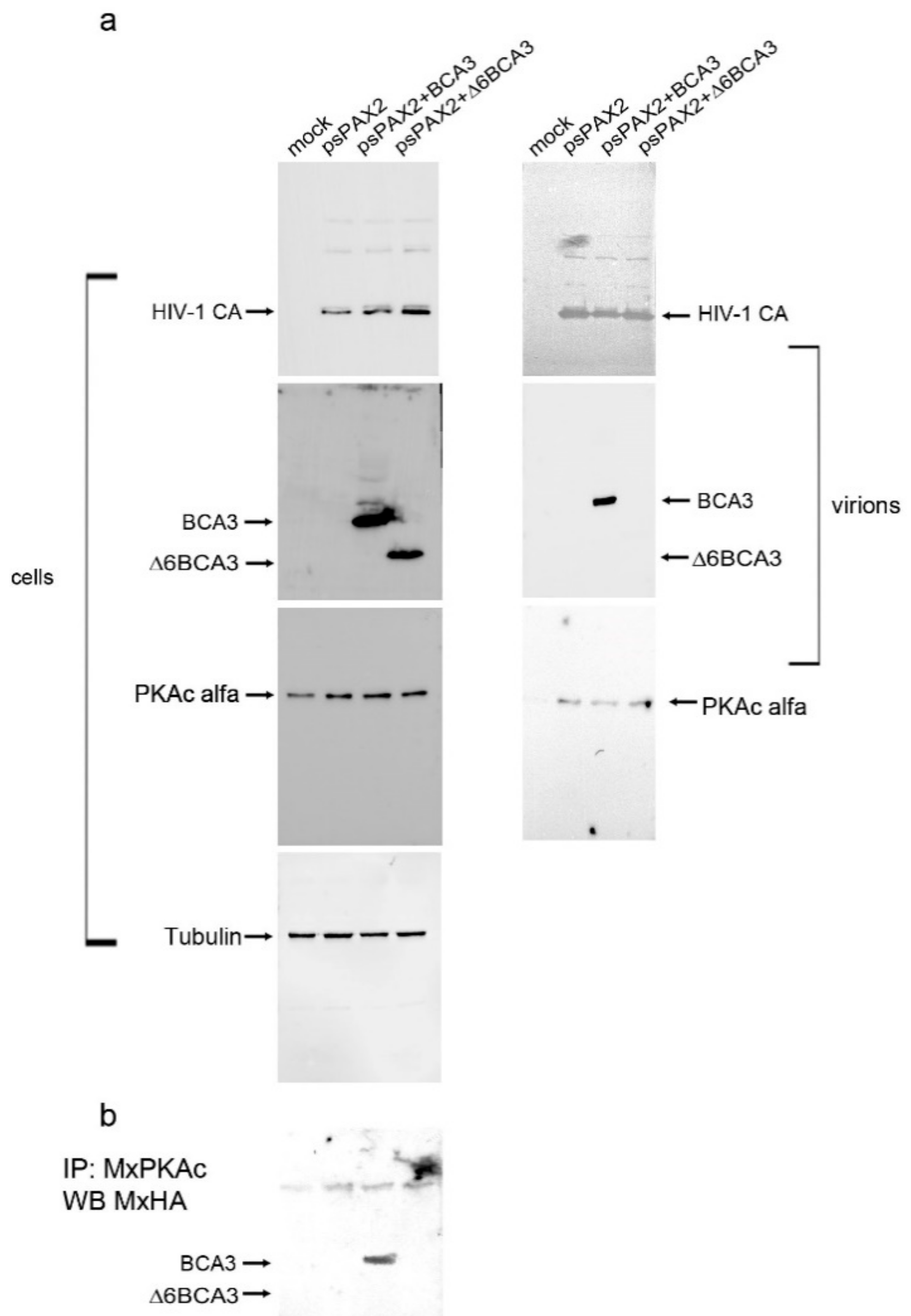 Viruses 10 00212 g006