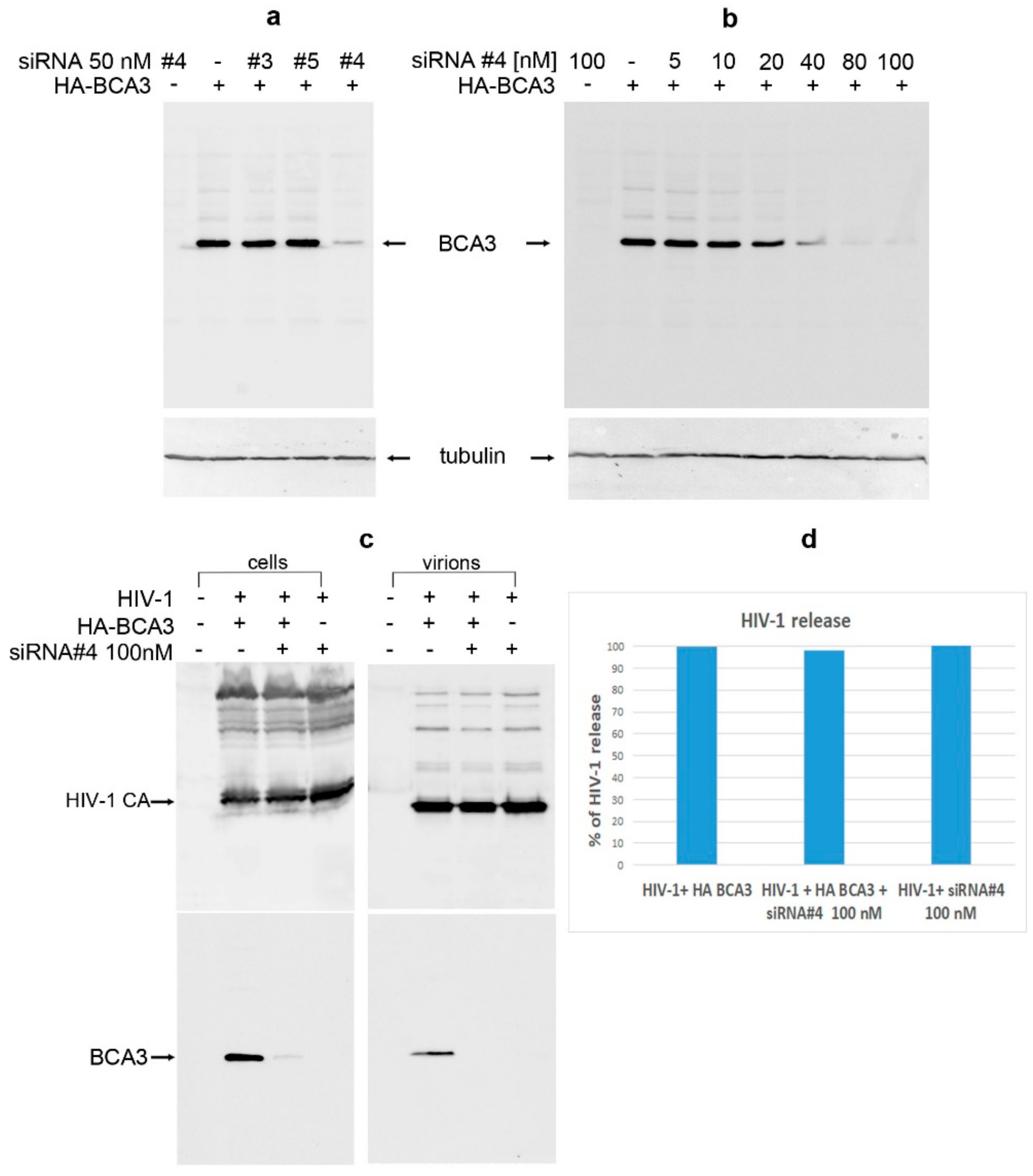 Viruses 10 00212 g008