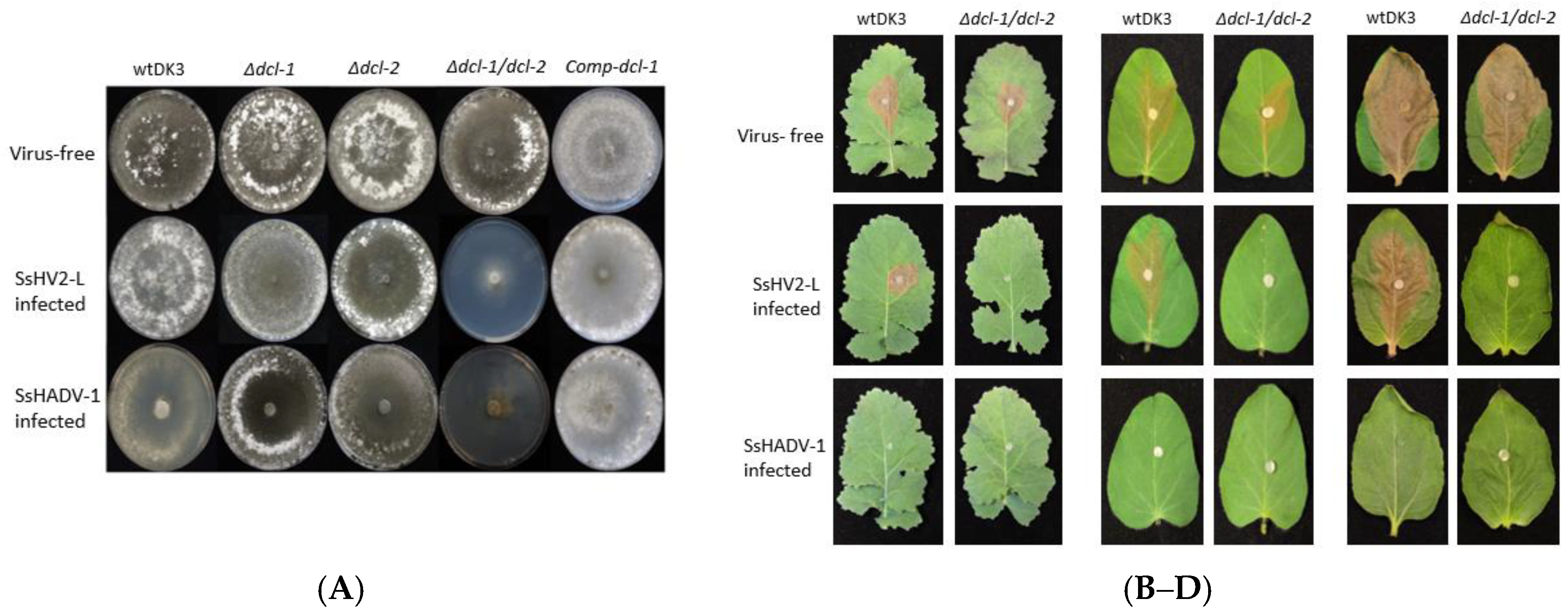 Viruses 10 00214 g003 Viruses 10 00214 g003