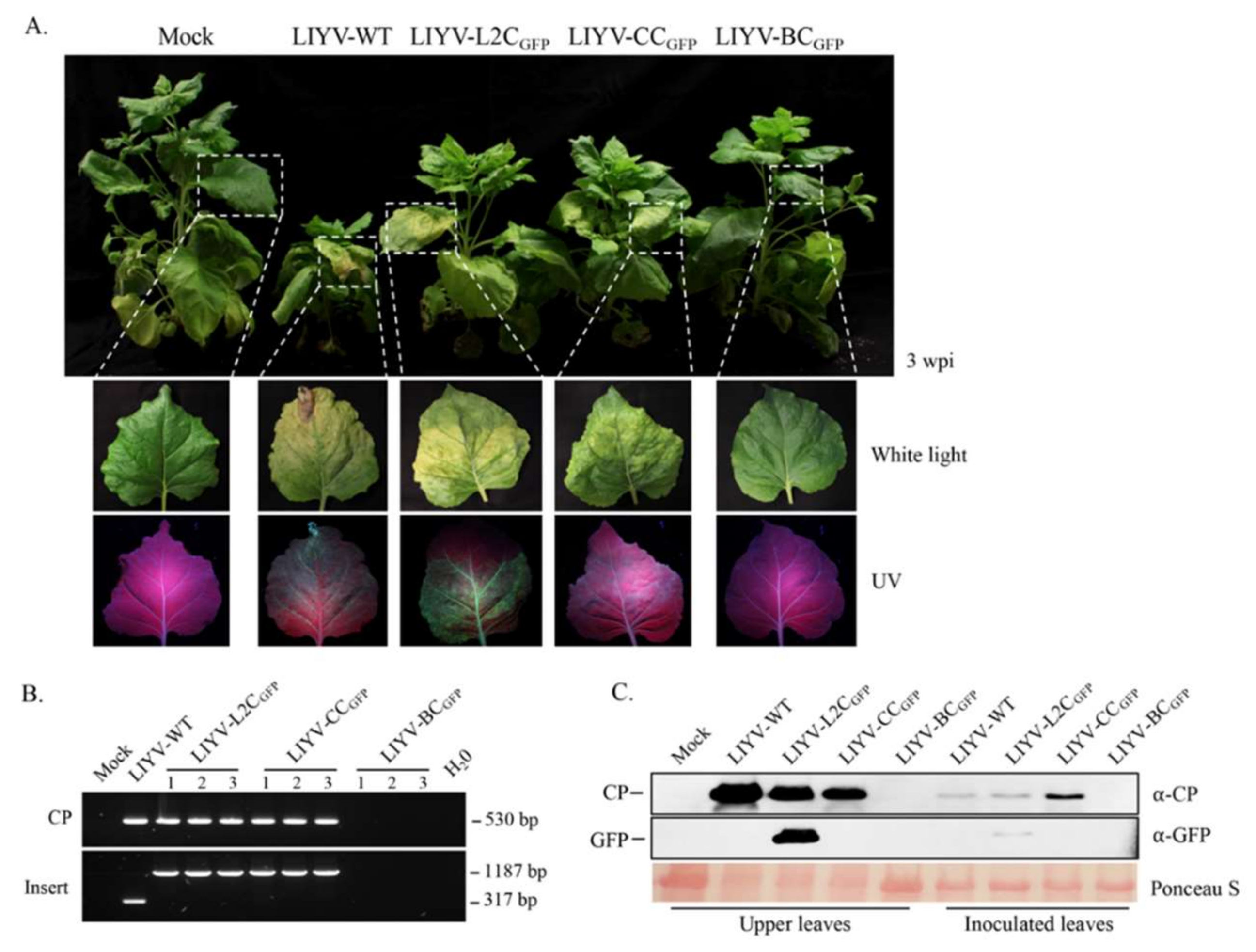Viruses 10 00216 g004