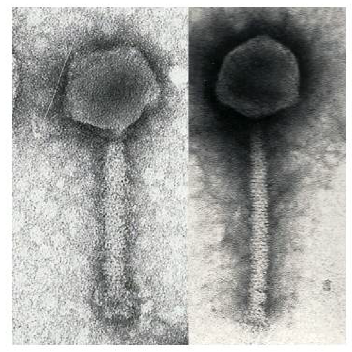 Viruses 10 00217 g002 Viruses 10 00217 g002