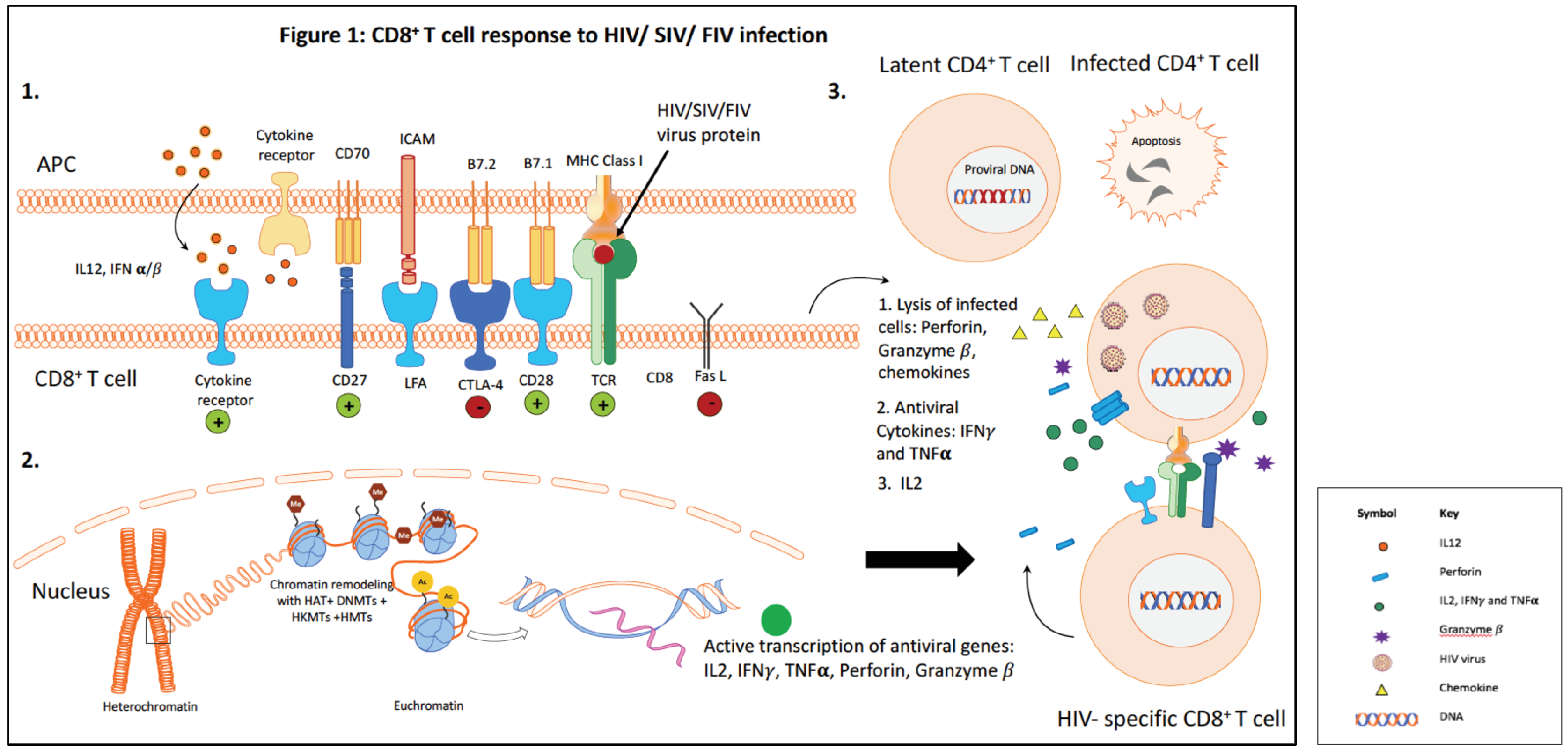 Viruses 10 00227 g001 Viruses 10 00227 g001