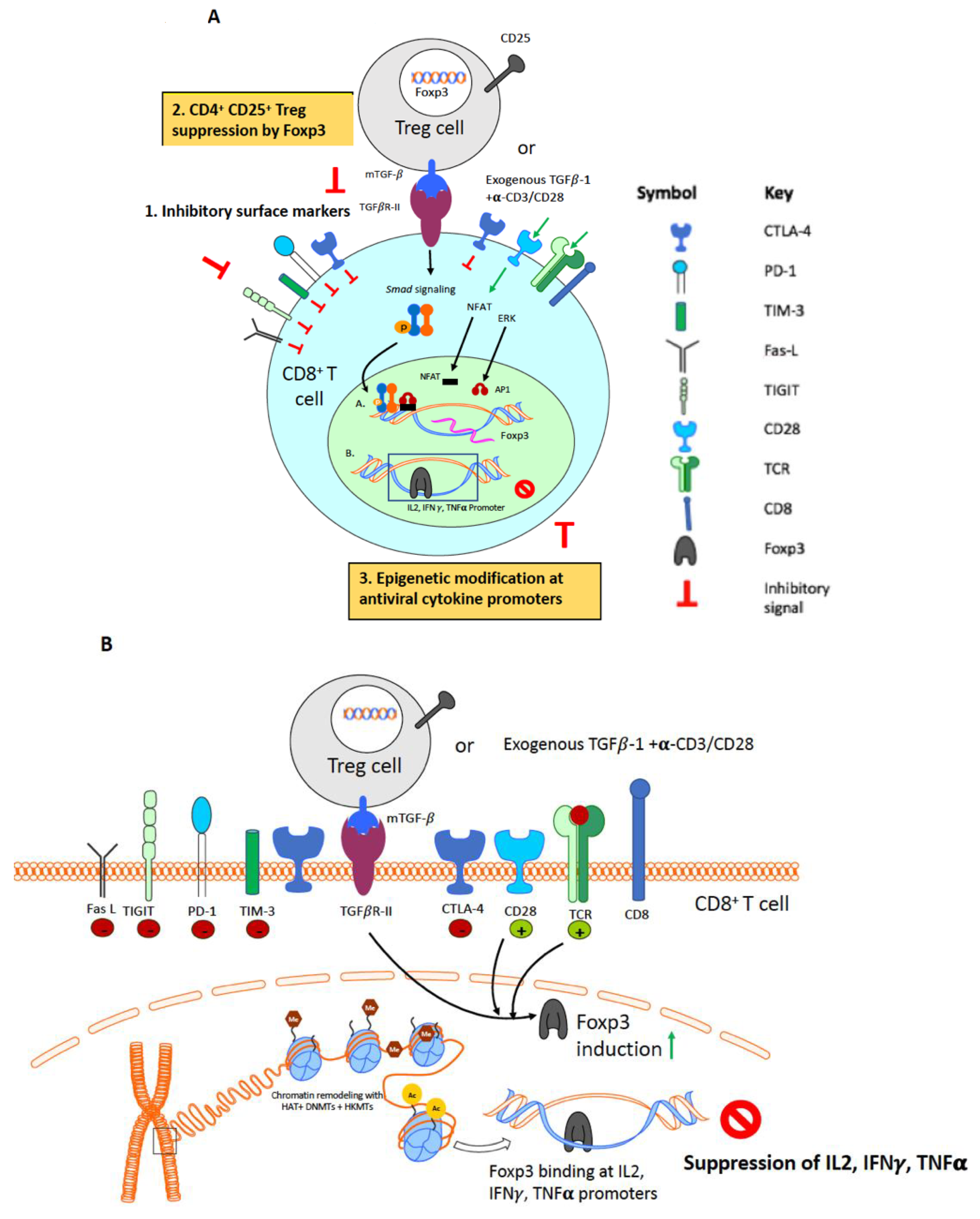 Epigenetic Modulation of CD8+ T Cell Function in Lentivirus Infections: A Review