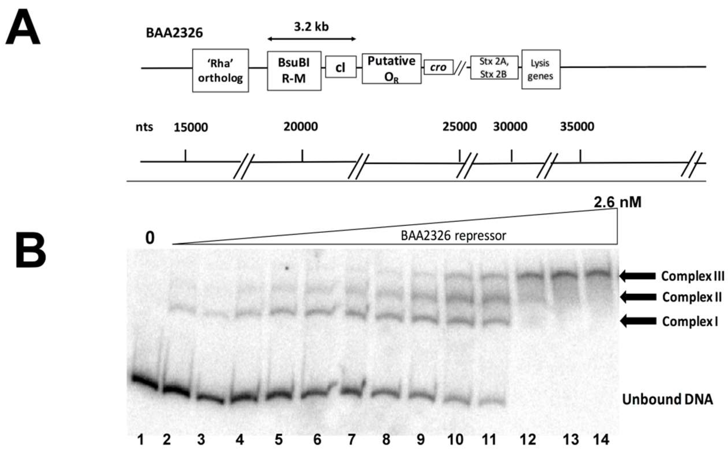 Viruses 10 00228 g001 Viruses 10 00228 g001