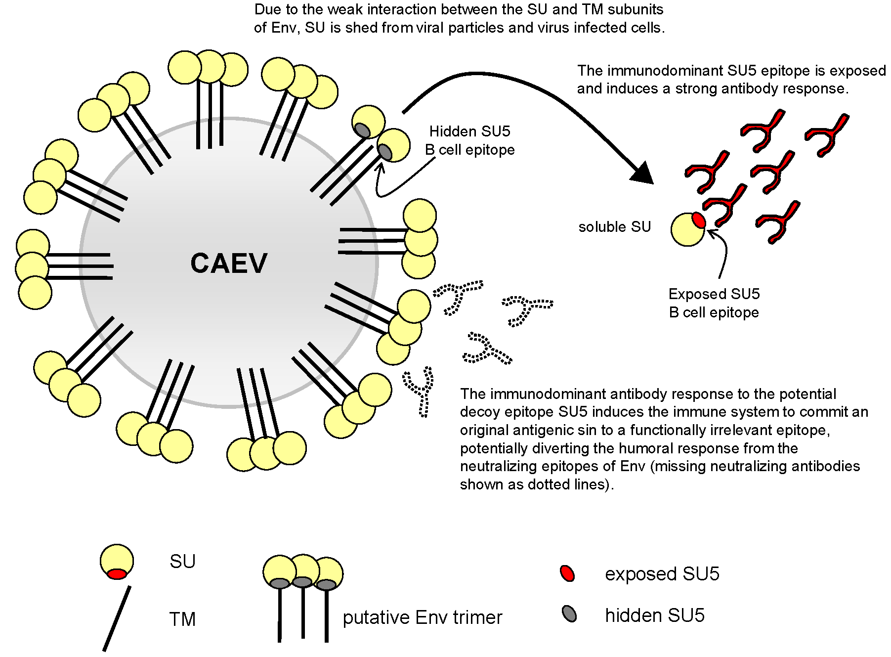 Viruses Free FullText An Immunodominant Region of the Envelope