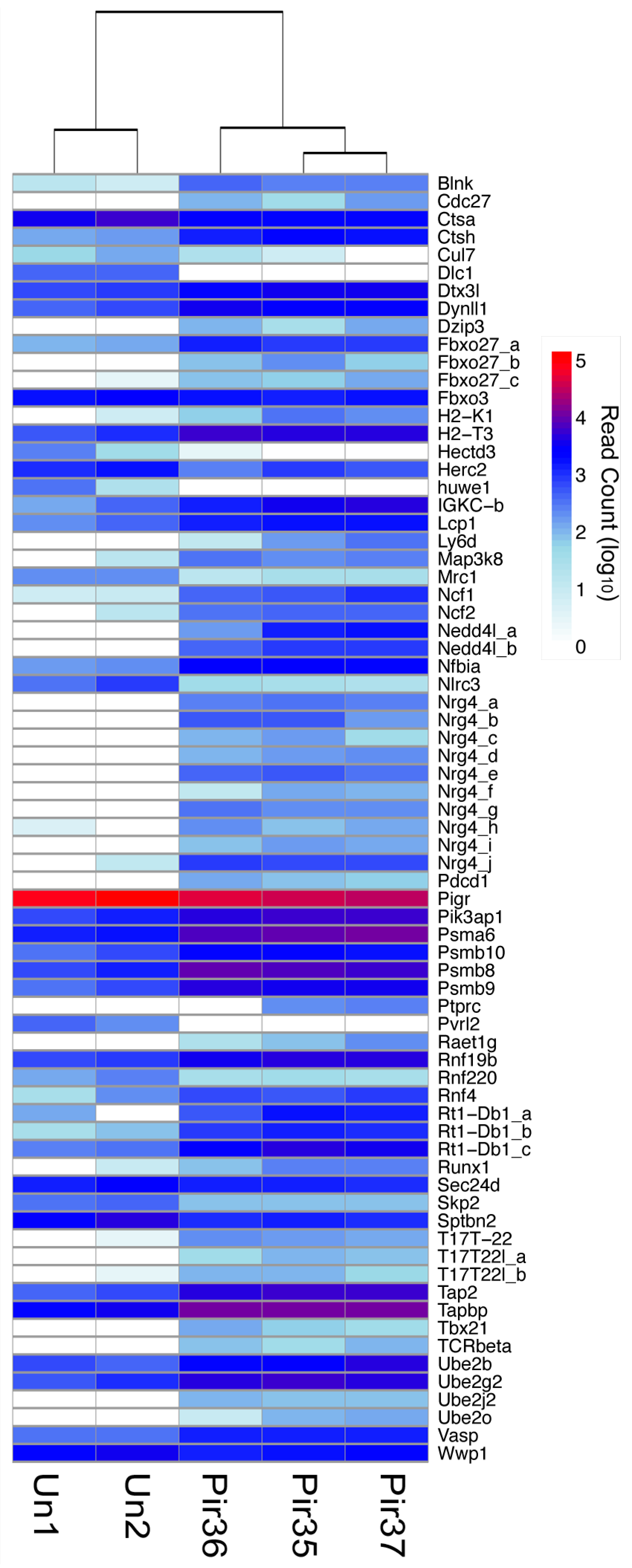 Viruses 10 00232 g007