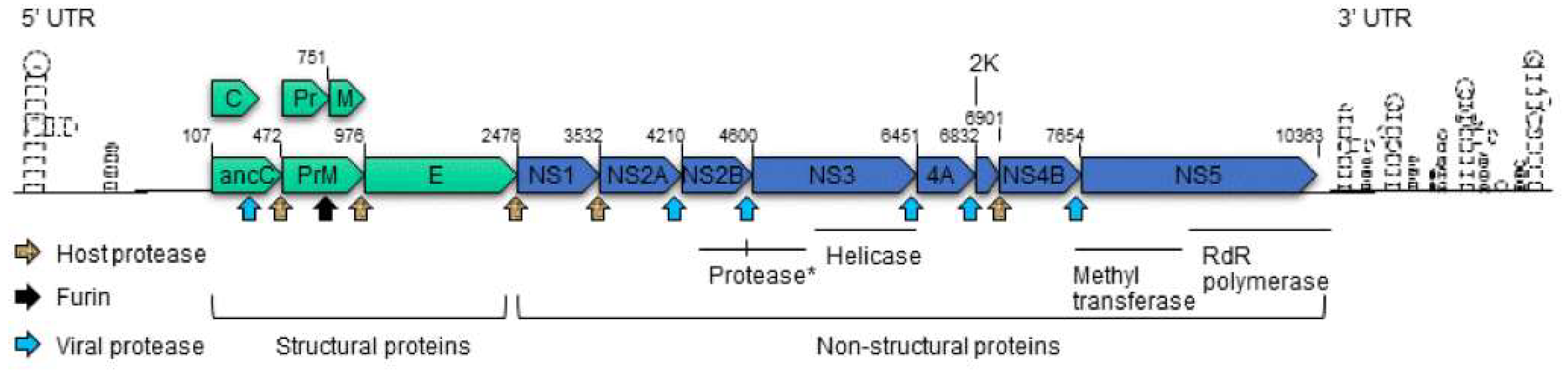 Viruses 10 00233 g001
