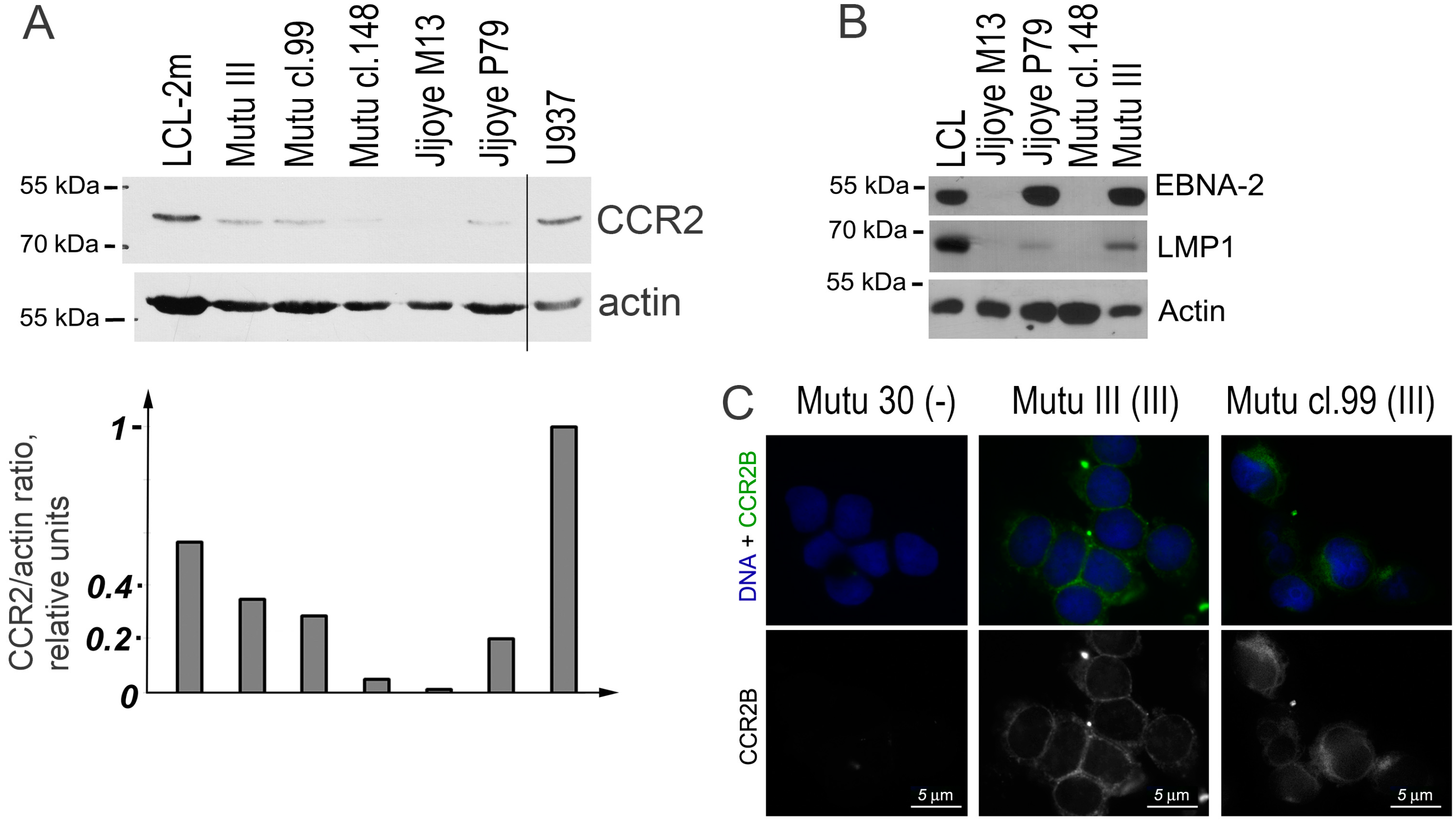 Viruses 10 00239 g003 Viruses 10 00239 g003
