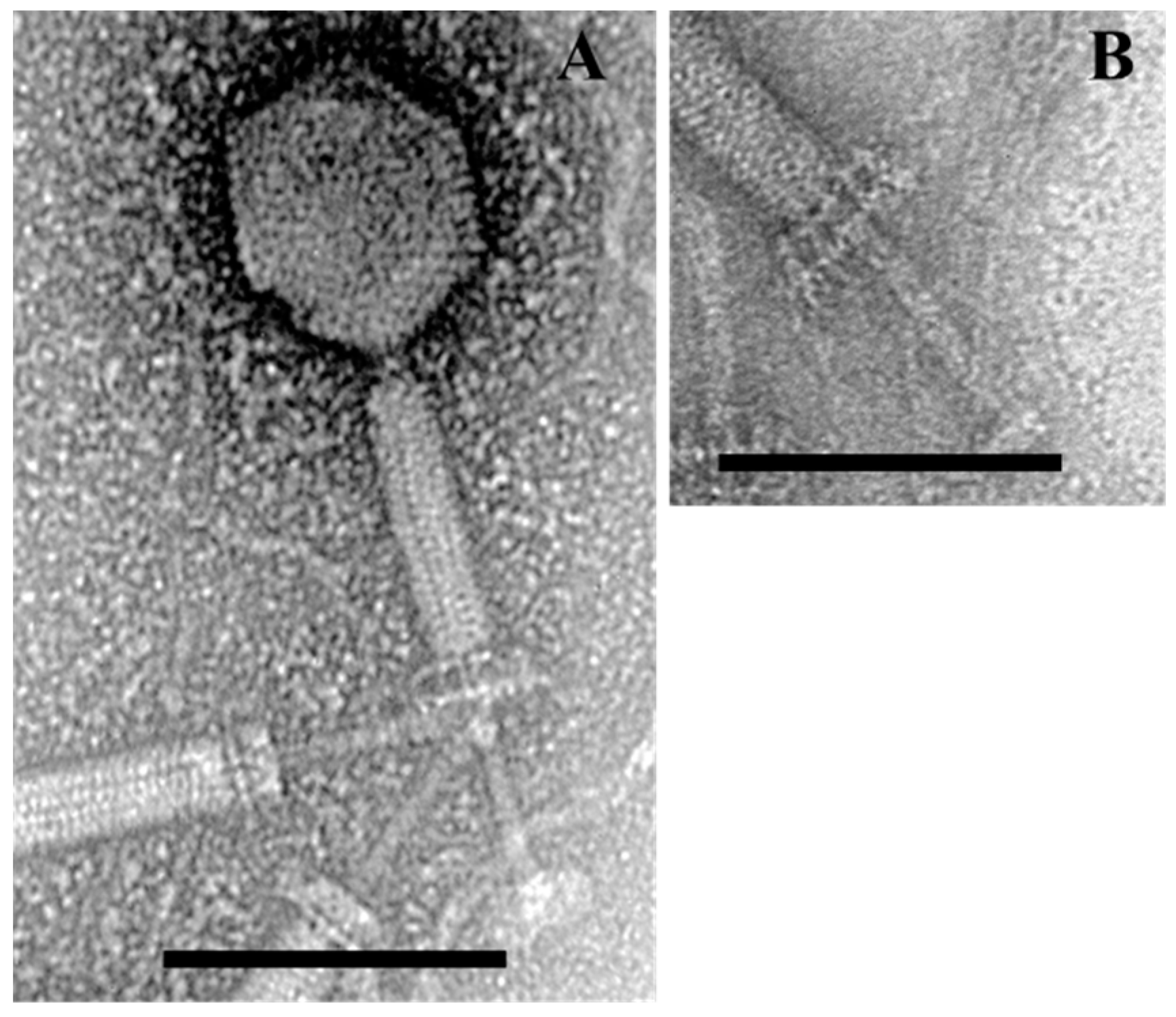 Viruses 10 00240 g001 Viruses 10 00240 g001