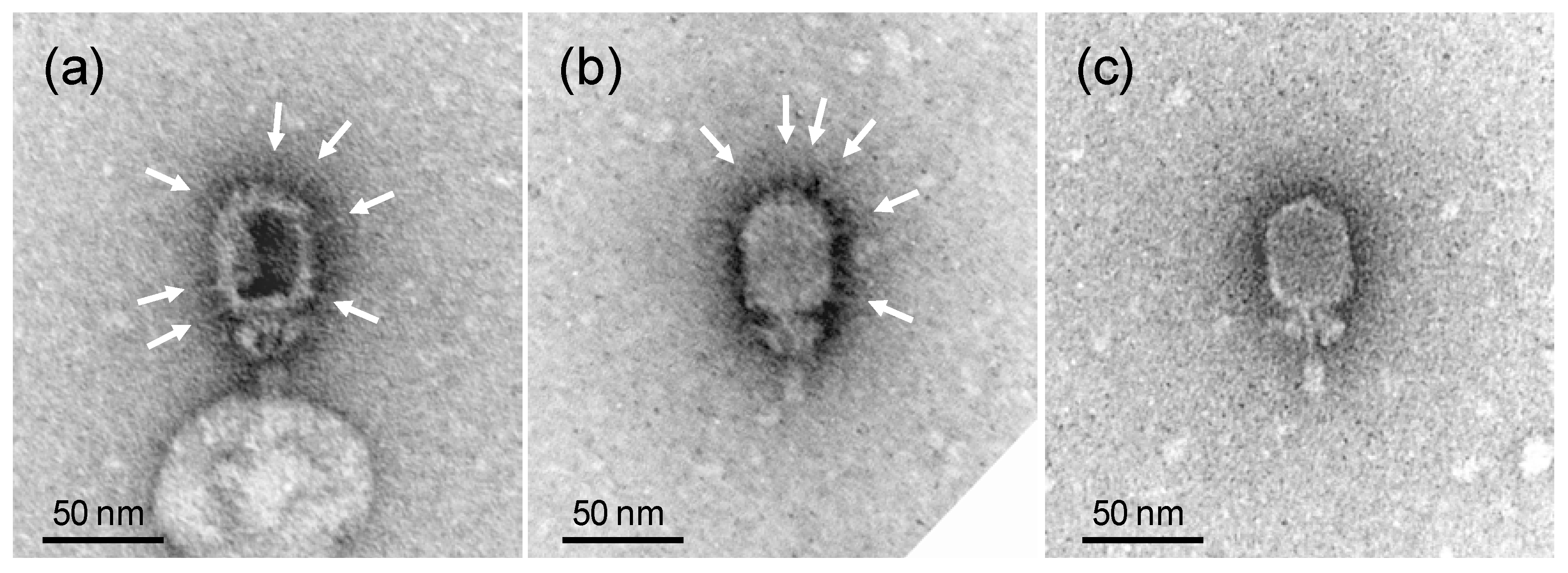 Viruses 10 00241 g002