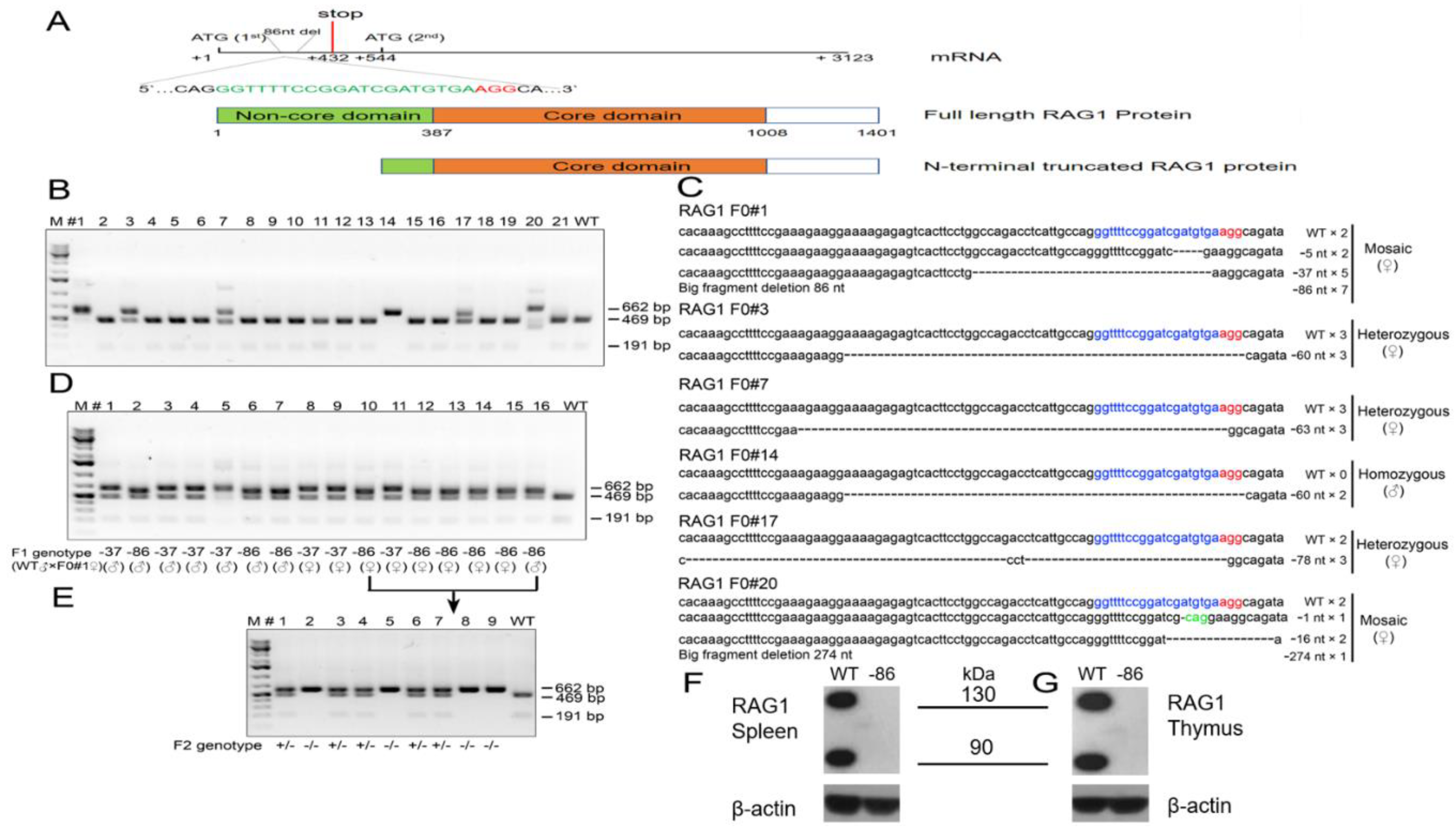 Viruses 10 00243 g001 Viruses 10 00243 g001