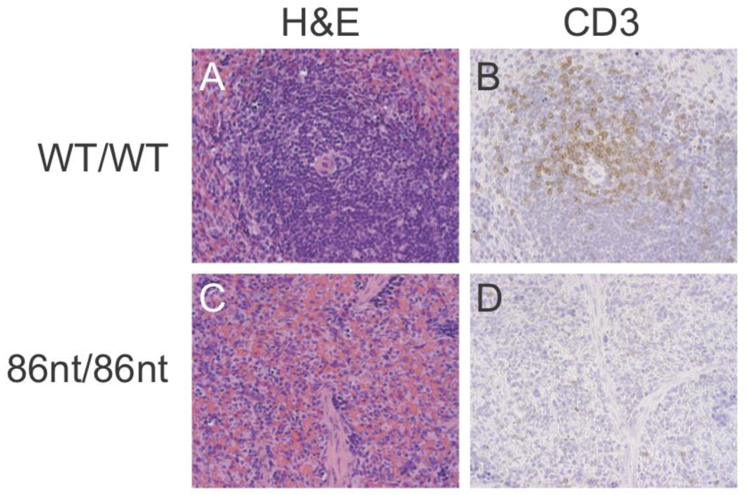 Viruses 10 00243 g004 Viruses 10 00243 g004