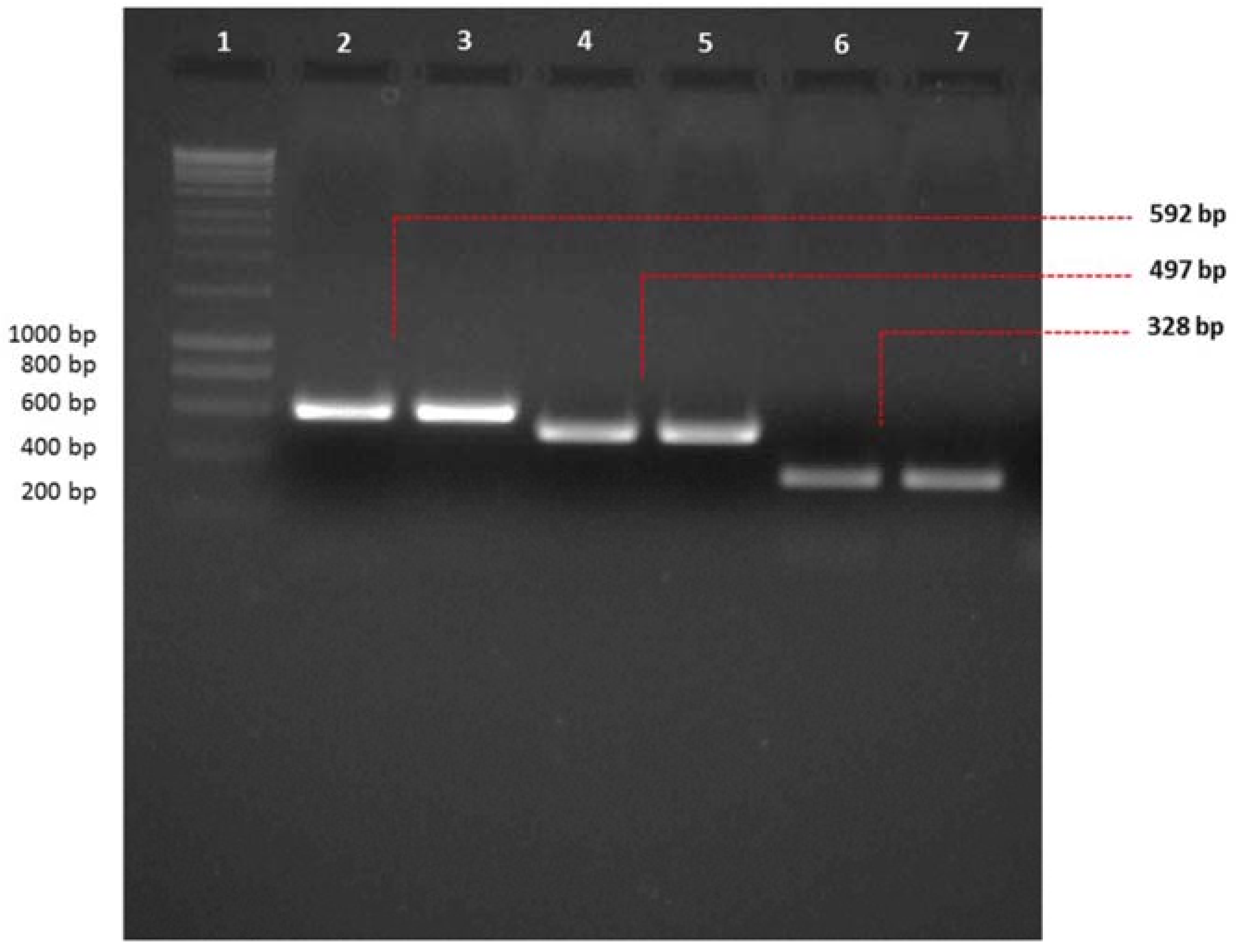 Viruses 10 00247 g001 Viruses 10 00247 g001