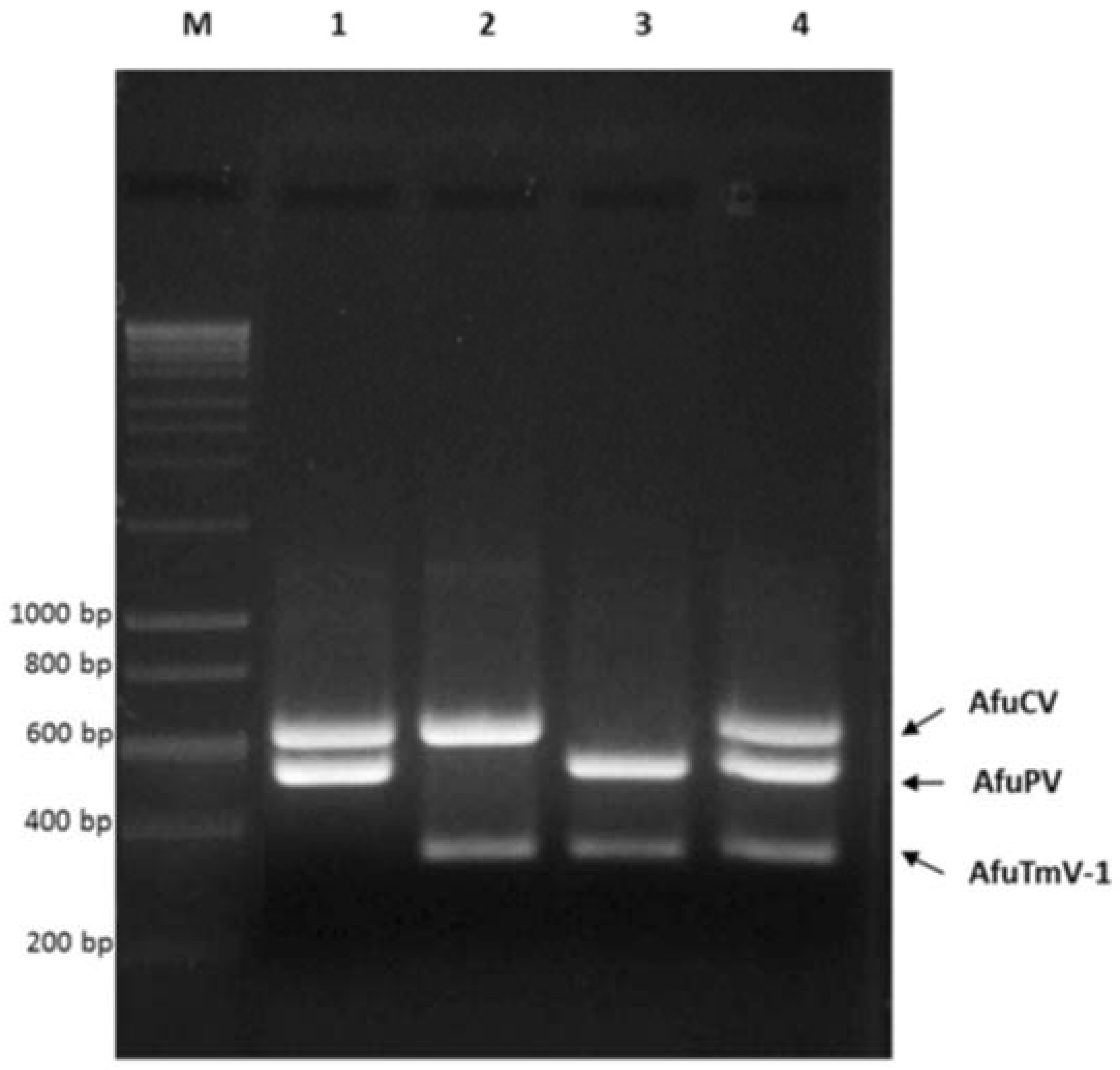 Viruses 10 00247 g003 Viruses 10 00247 g003