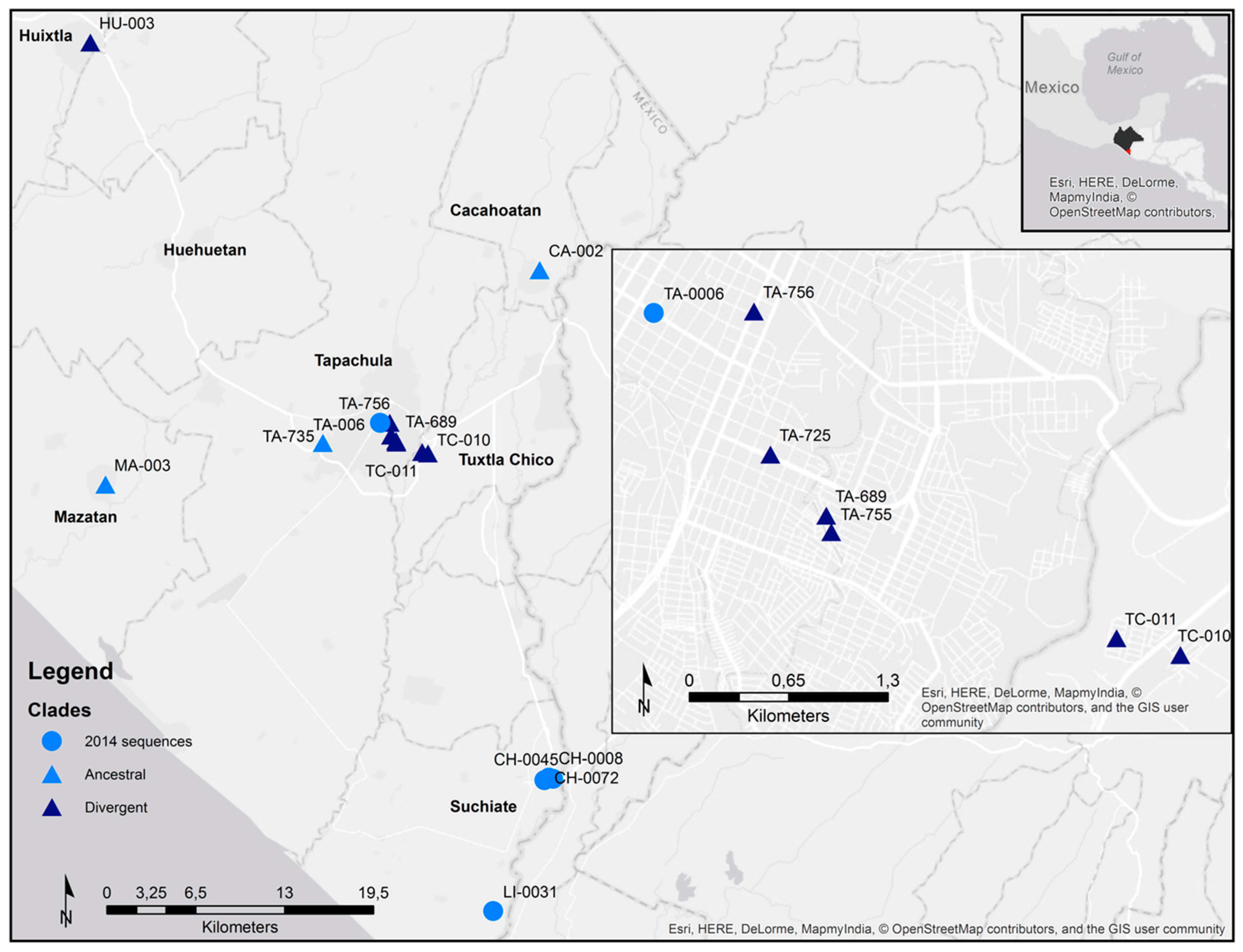 Viruses Free Full Text Molecular And Clinical Characterization Of Chikungunya Virus Infections In Southeast Mexico Html