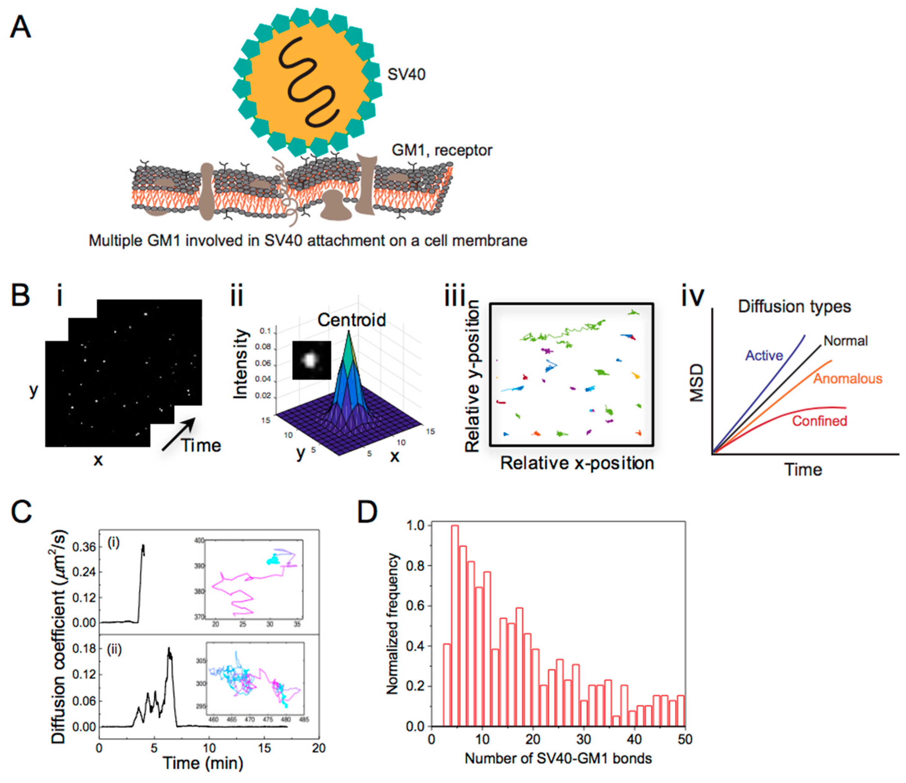 Studying Virus Replication with Fluorescence Microscopy